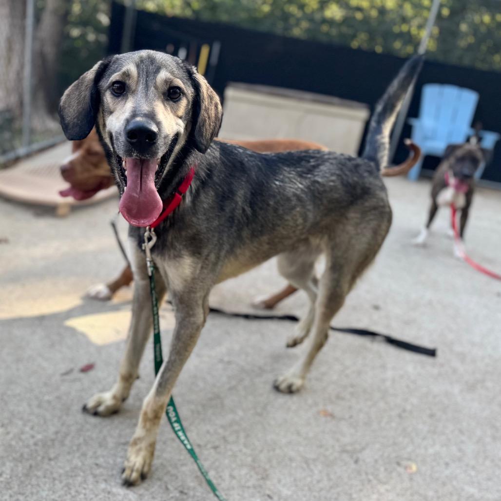 Enlarge Prince, a Adoptable Mixed Breed in Edwardsville, IL image 5/6