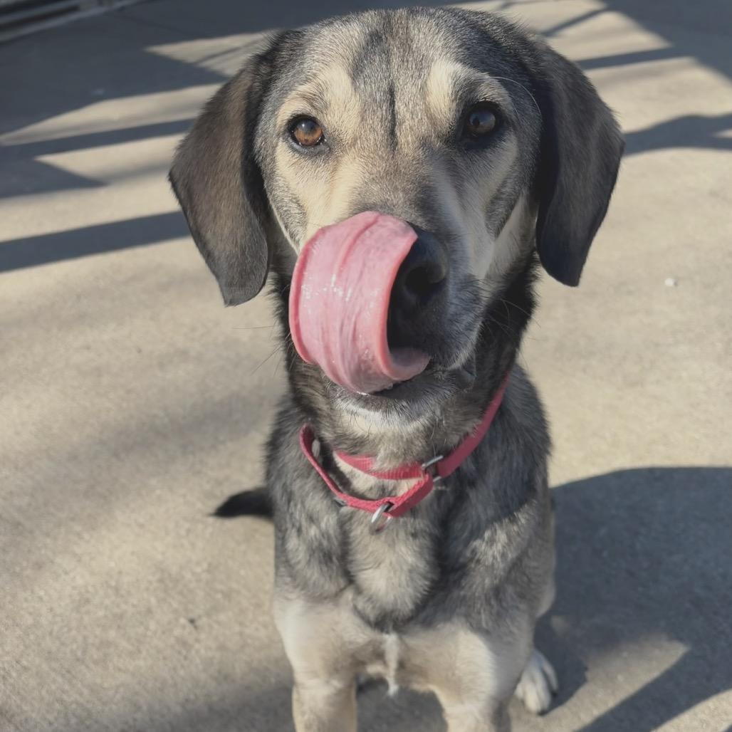 Enlarge Prince, a Adoptable Mixed Breed in Edwardsville, IL image 6/6