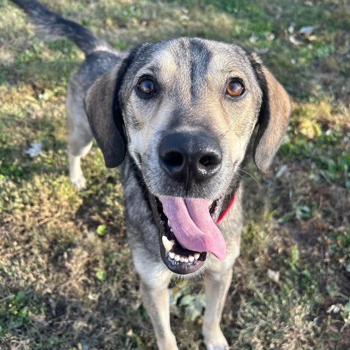 Enlarge Prince, a Adoptable Mixed Breed in Edwardsville, IL image 6/6