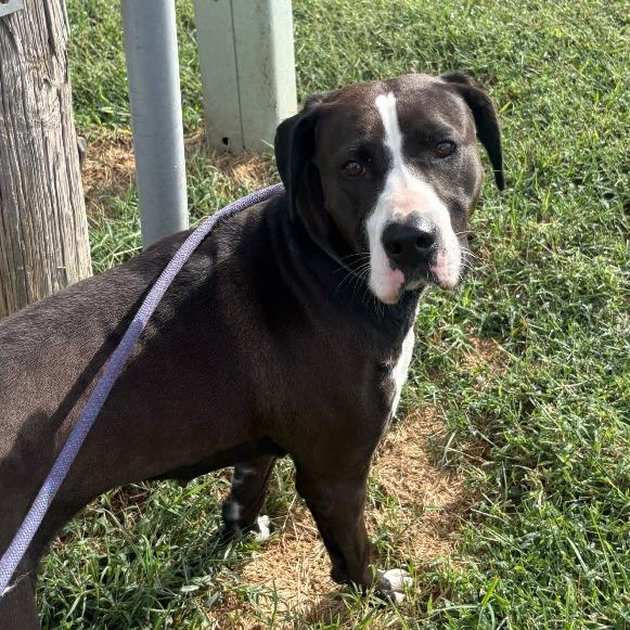 MJ, Adoptable, Adult Female Great Dane.