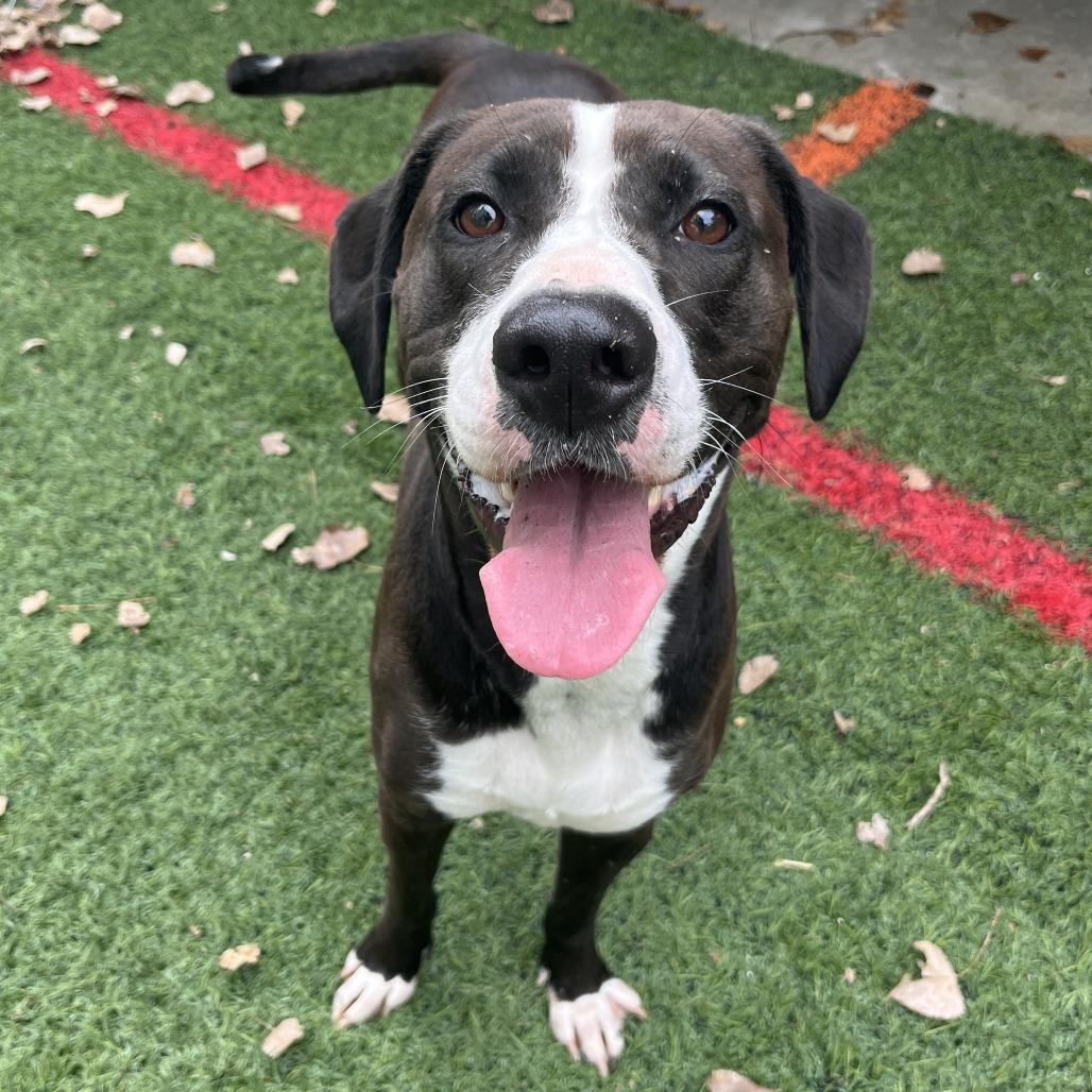 Enlarge MJ, a Adoptable Great Dane in Manhattan, KS image 2/4