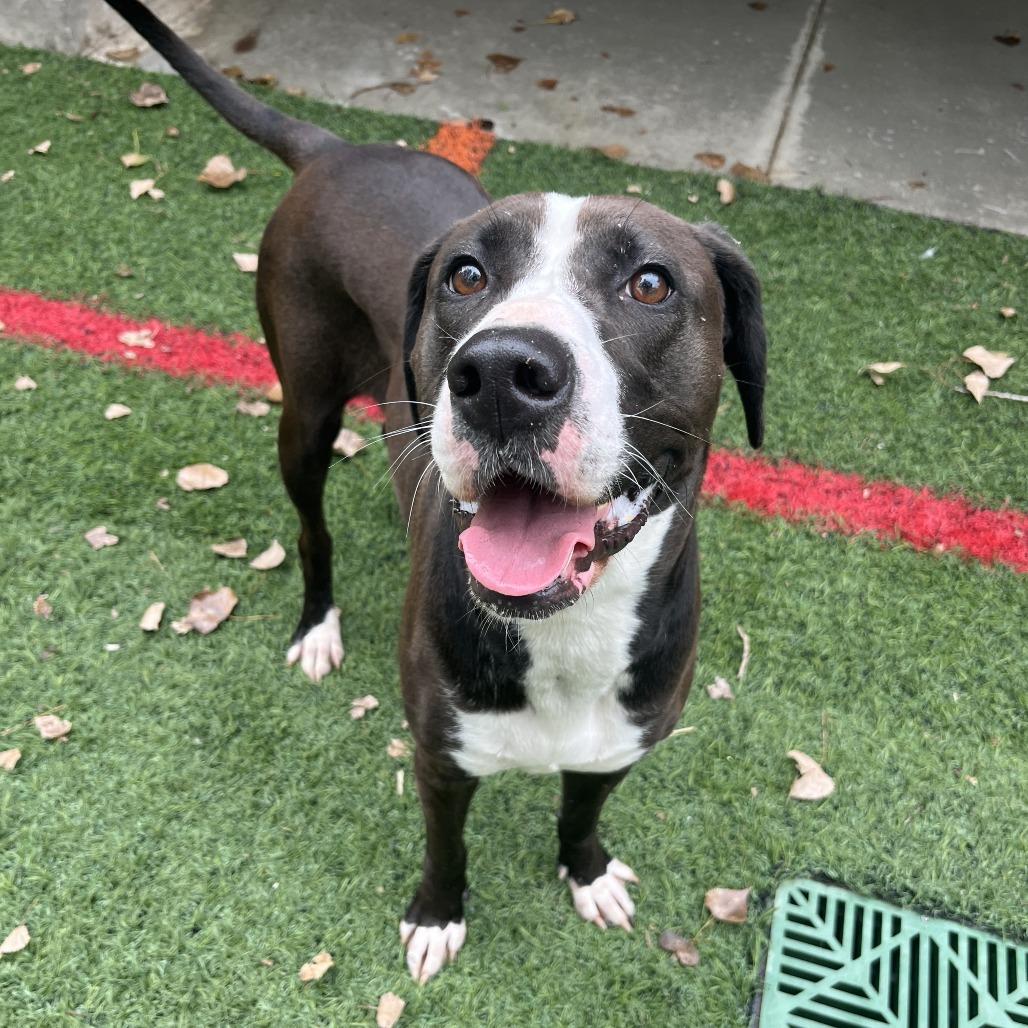 Enlarge MJ, a Adoptable Great Dane in Manhattan, KS image 3/4