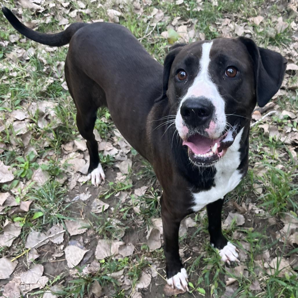 Enlarge MJ, a Adoptable Great Dane in Manhattan, KS image 4/4