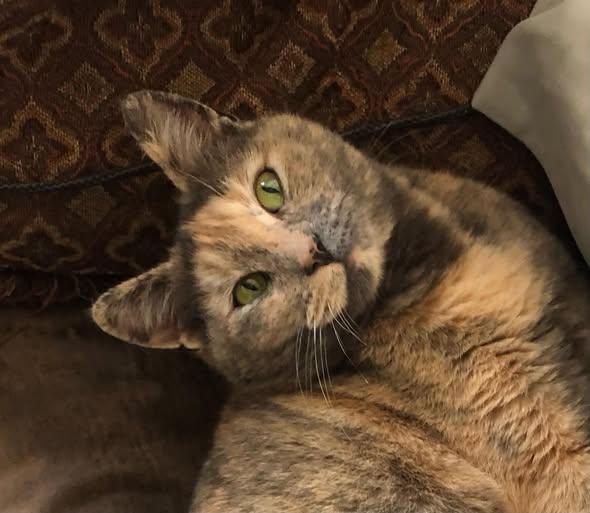 Enlarge Deja Vu, a Adoptable American Shorthair in McArthur, CA image 1/1