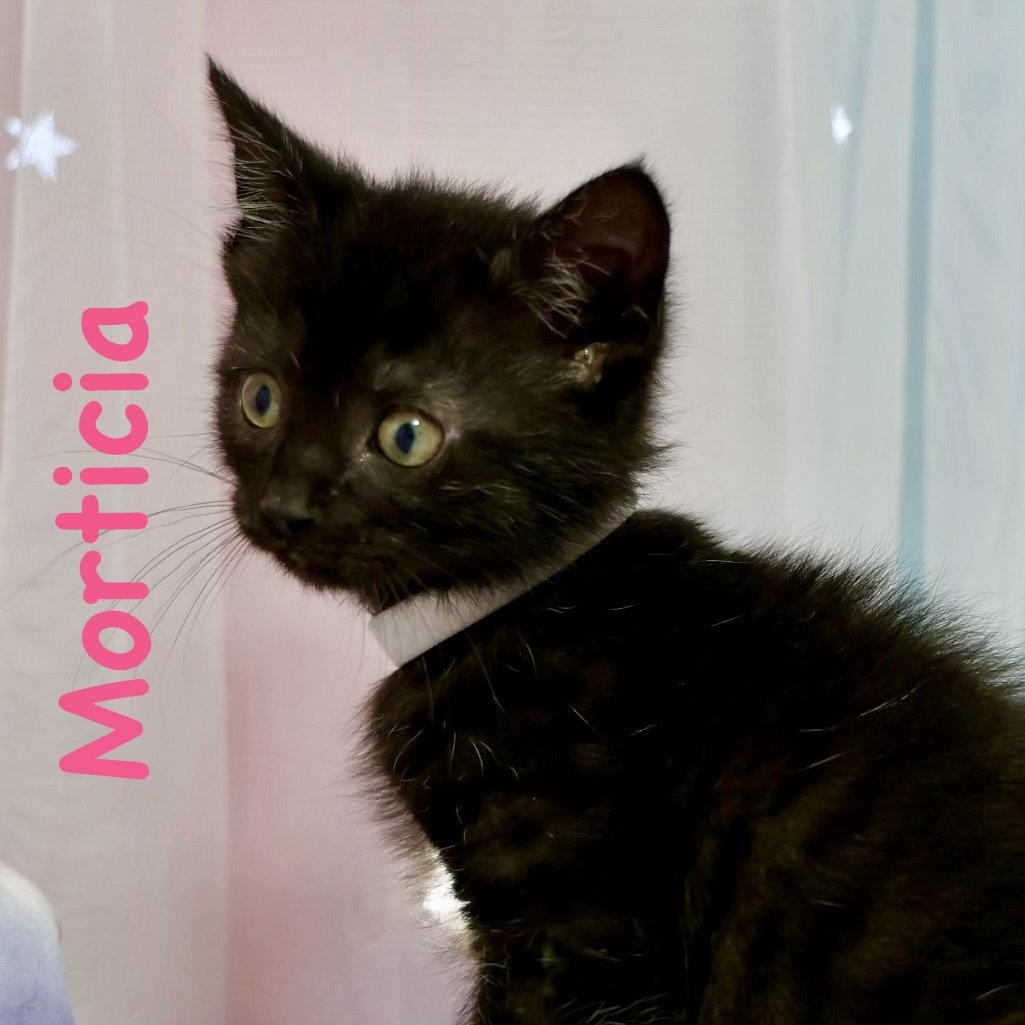 Morticia, Adoptable, Kitten Female Domestic Short Hair.