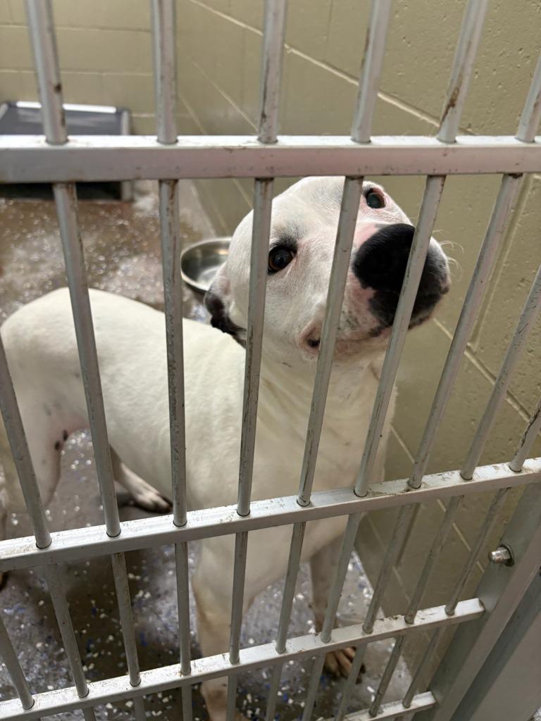Princess, Adoptable, Adult Female Pit Bull Terrier.