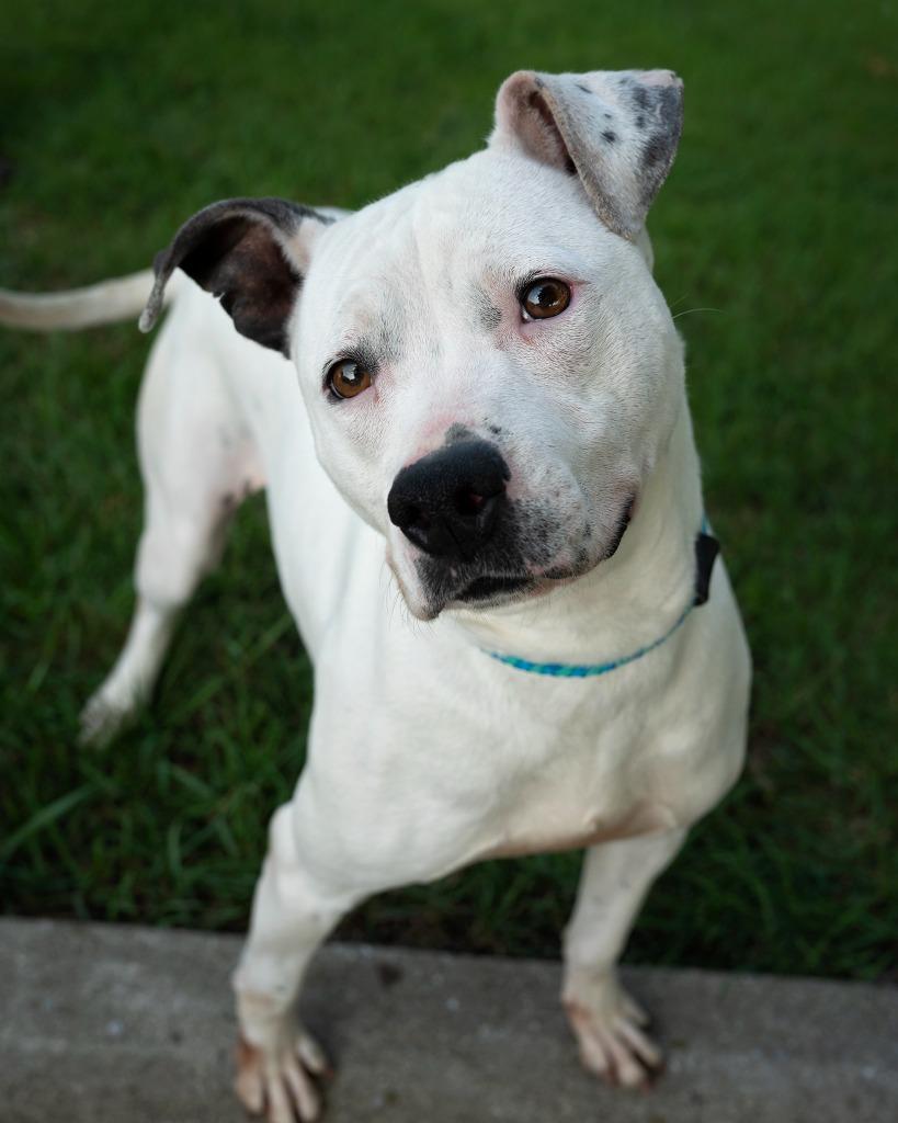 Princess, Adoptable, Adult Female Pit Bull Terrier.