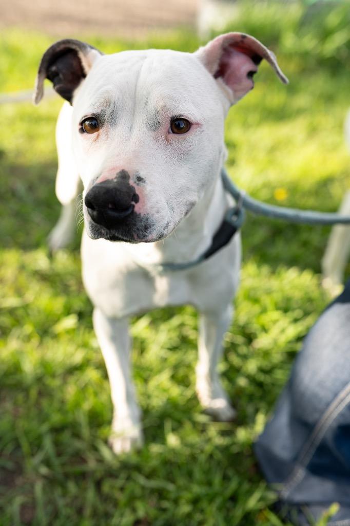 Enlarge Princess, a Adoptable Pit Bull Terrier in Boone, IA image 2/2