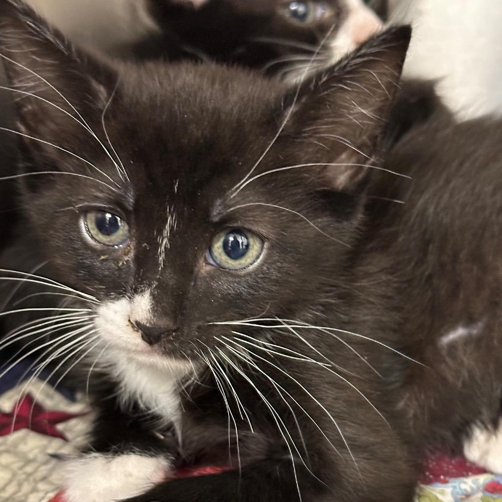 Sylvester, Adoptable, Kitten Male Domestic Short Hair.