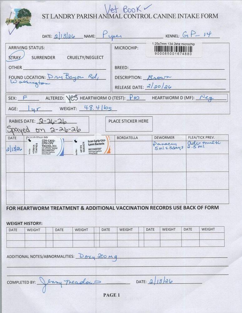 Enlarge Piper, a Adoptable mixed breed in Opelousas, LA image 1/3