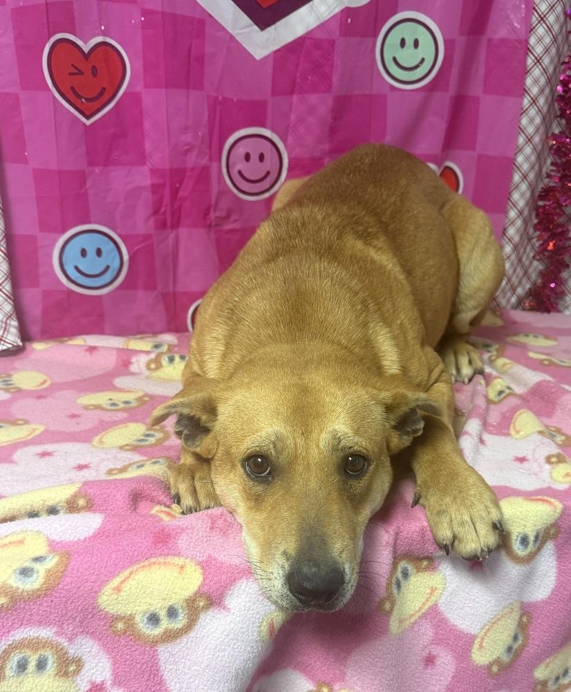 Piper, Adoptable, Young Female Labrador Retriever & Carolina Dog.
