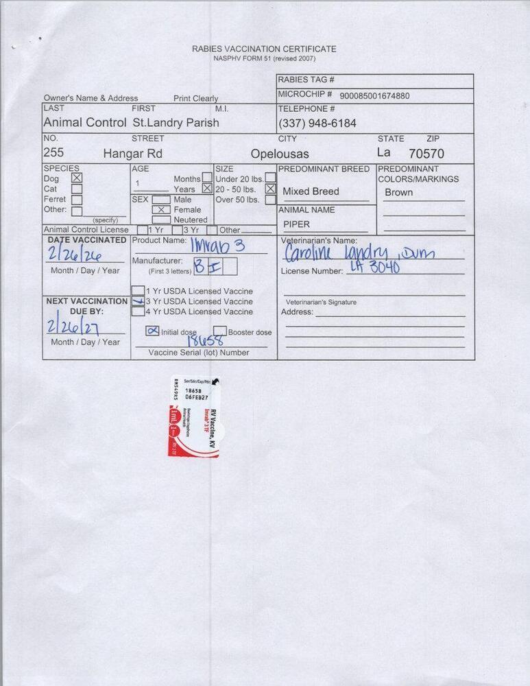 Enlarge Piper, a Adoptable mixed breed in Opelousas, LA image 3/3