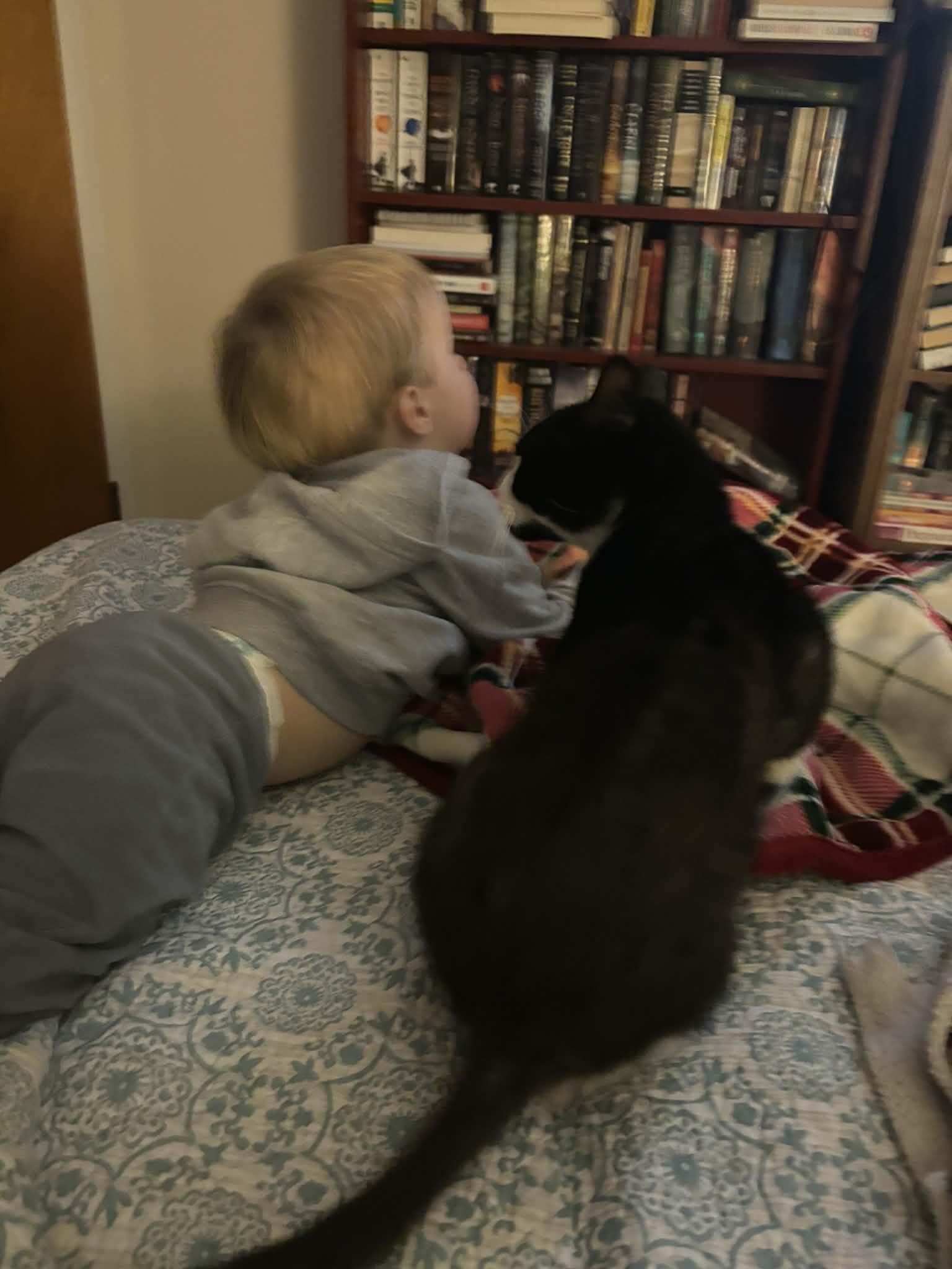 Milton, a Adoptable Domestic Short Hair in Turnersville, NJ image 2/5