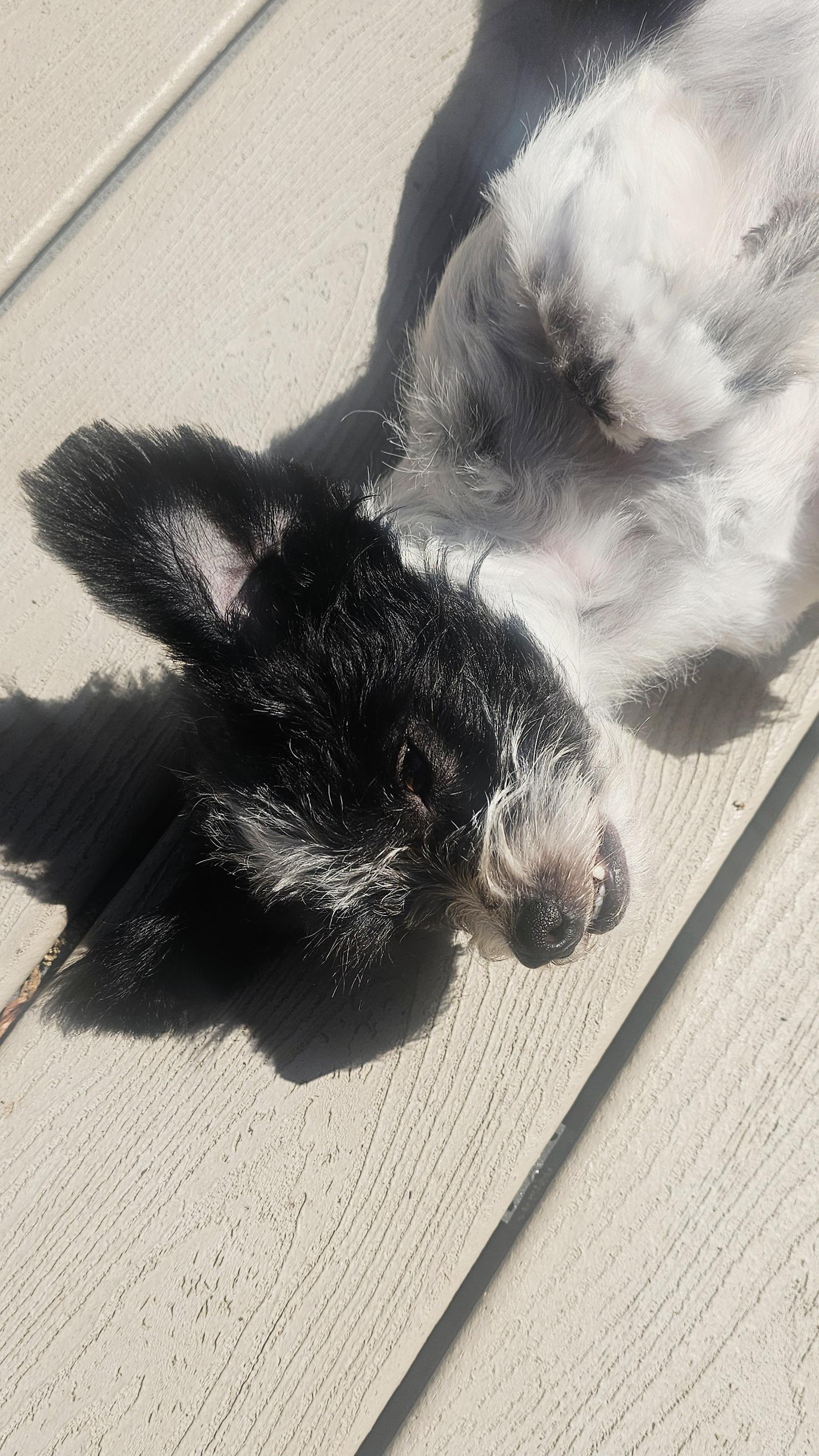 Enlarge Roxie, a ADOPTABLE mixed breed in Bradenton, FL image 5/6