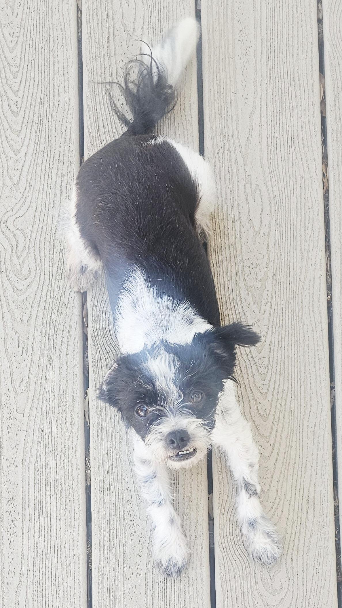 Enlarge Roxie, a ADOPTABLE mixed breed in Bradenton, FL image 2/6