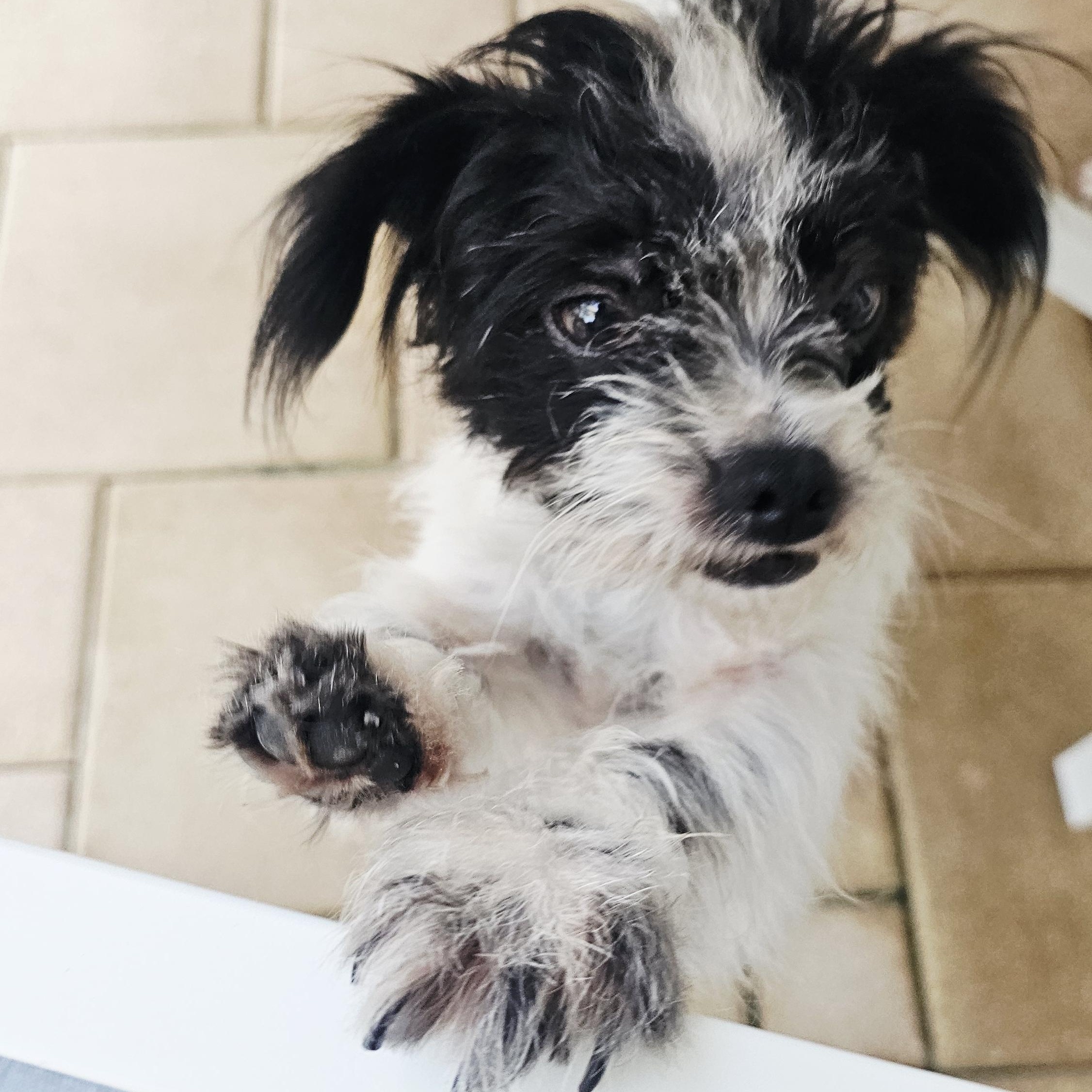 Enlarge Roxie, a ADOPTABLE mixed breed in Bradenton, FL image 6/6