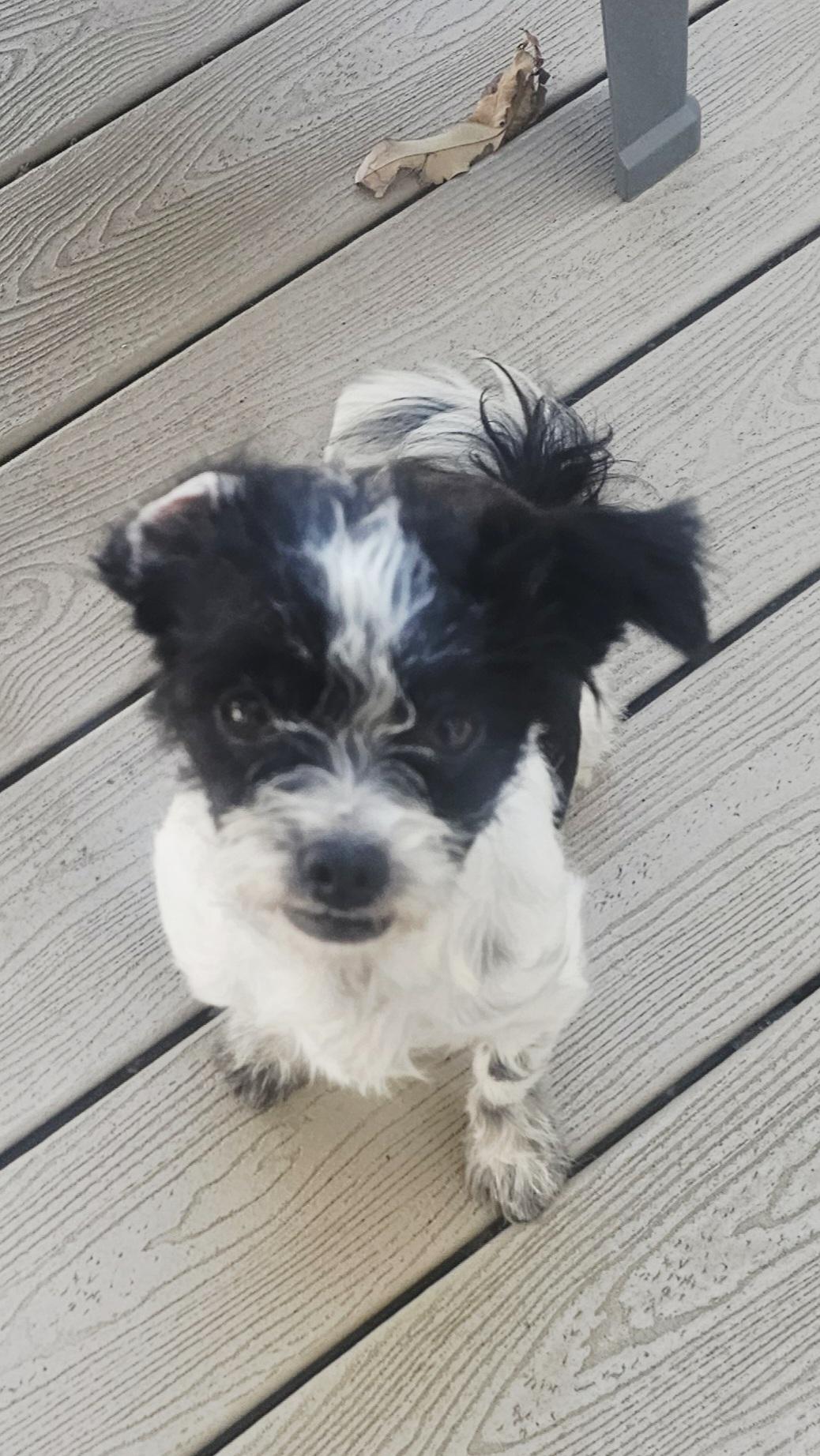 Enlarge Roxie, a ADOPTABLE mixed breed in Bradenton, FL image 4/6