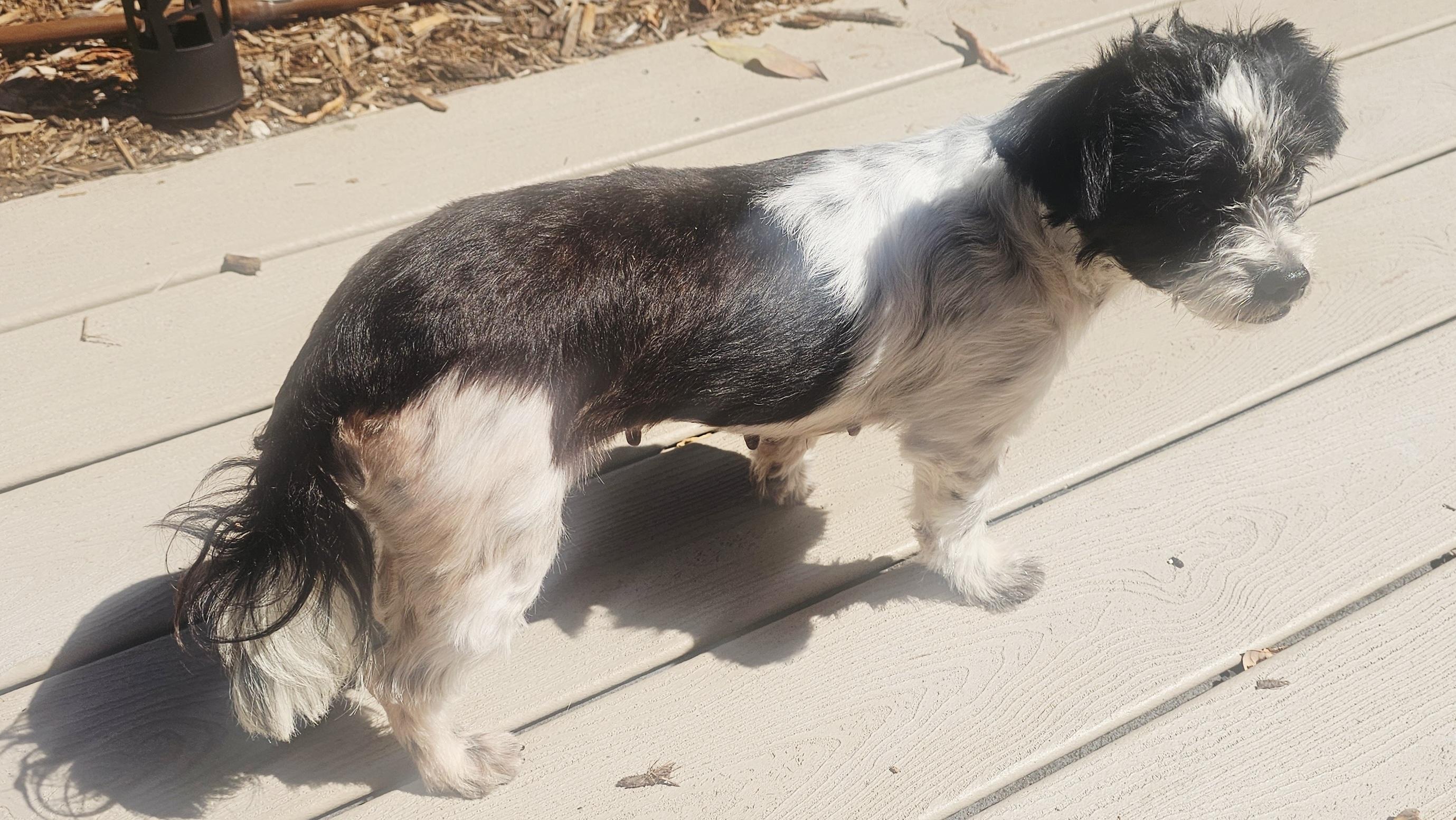 Enlarge Roxie, a ADOPTABLE mixed breed in Bradenton, FL image 3/6