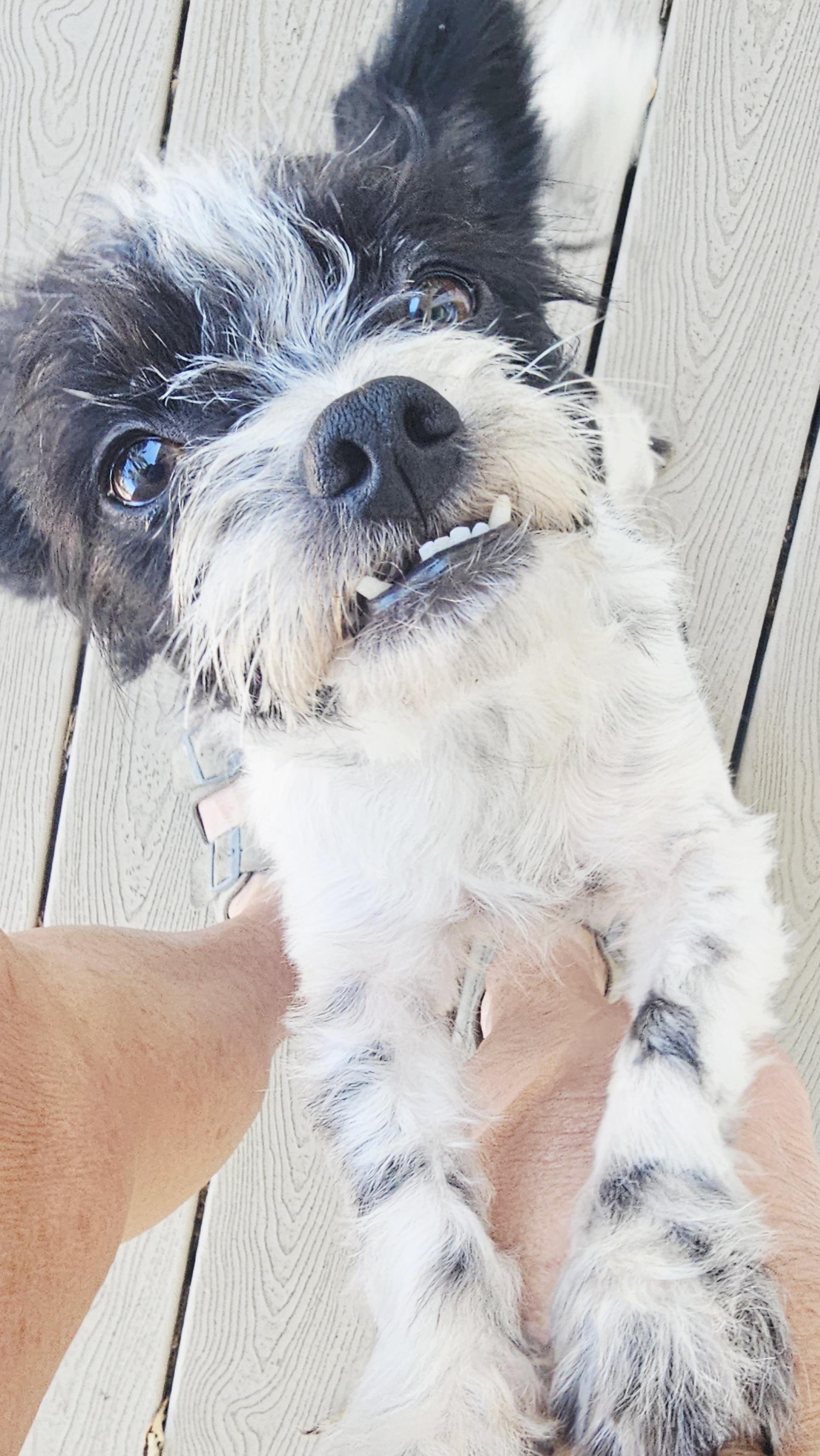Roxie, ADOPTABLE, Young Female Shih Tzu.