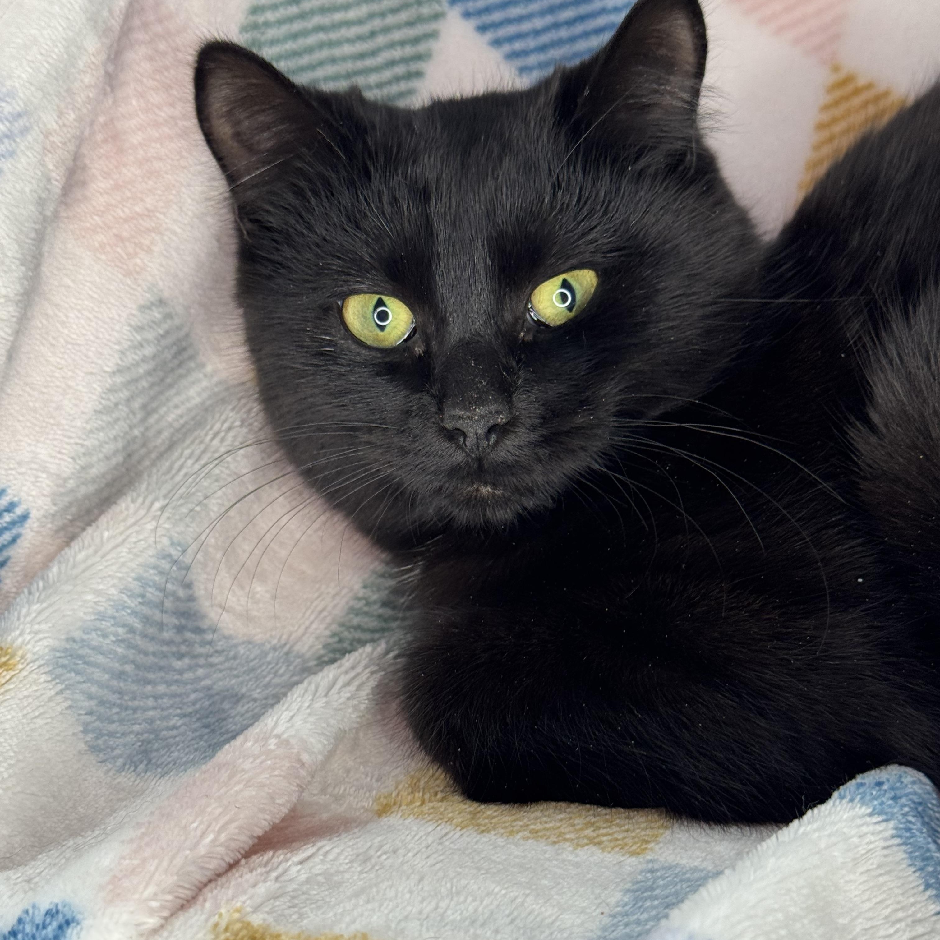 Enlarge Gerbi, a Adoptable mixed breed in Mount Vernon, IL image 6/6