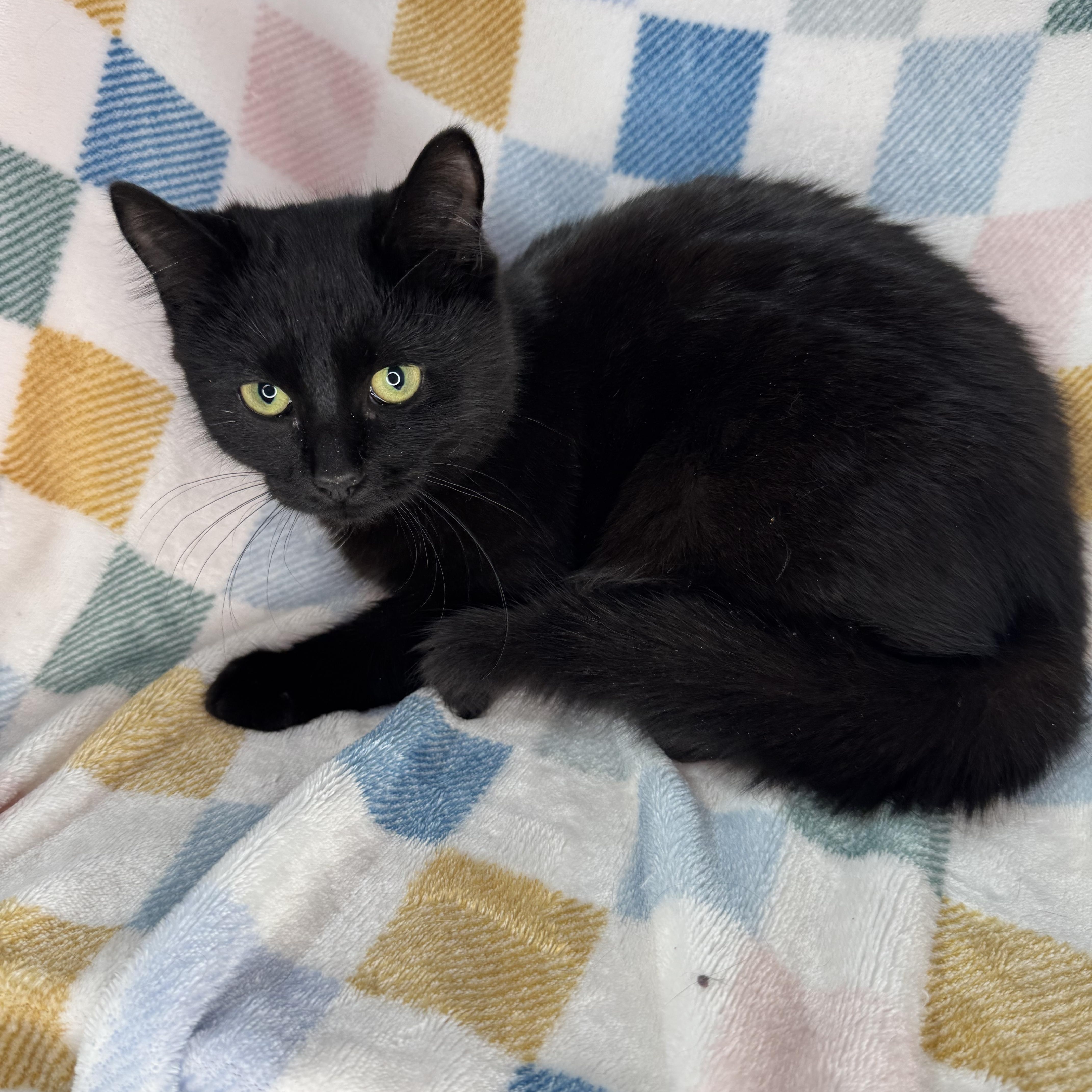 Enlarge Gerbi, a Adoptable mixed breed in Mount Vernon, IL image 5/6