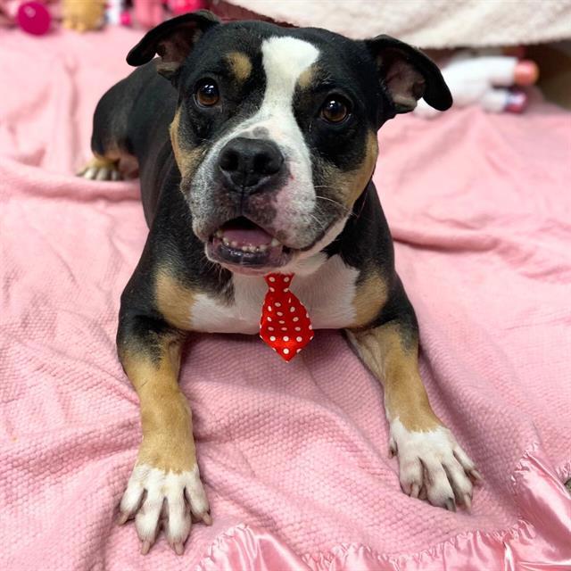 BUZZ, Adoptable, Adult Male Staffordshire Bull Terrier.