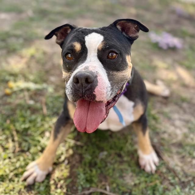 BUZZ, Adoptable, Adult Male Staffordshire Bull Terrier.