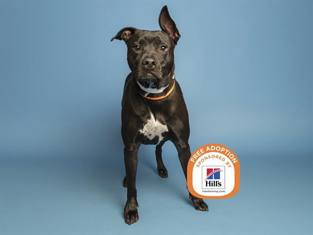 ROGER, Adoptable, Adult Male Labrador Retriever.