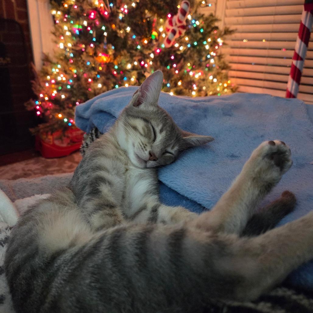 Pearl, Adoptable, Kitten Female Domestic Short Hair.