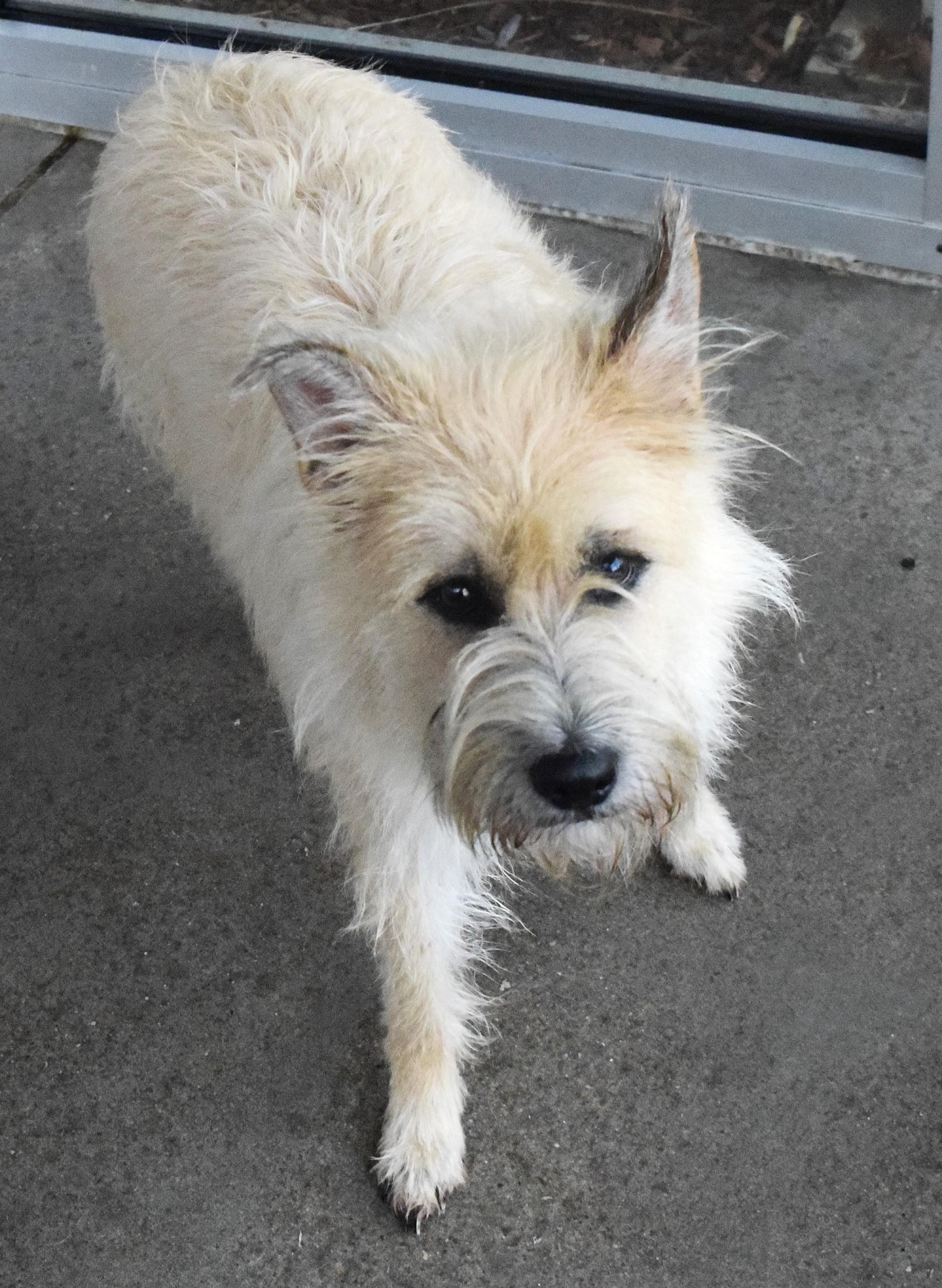 Enlarge 22237, a ADOPTABLE mixed breed in Broken Arrow, OK image 1/1