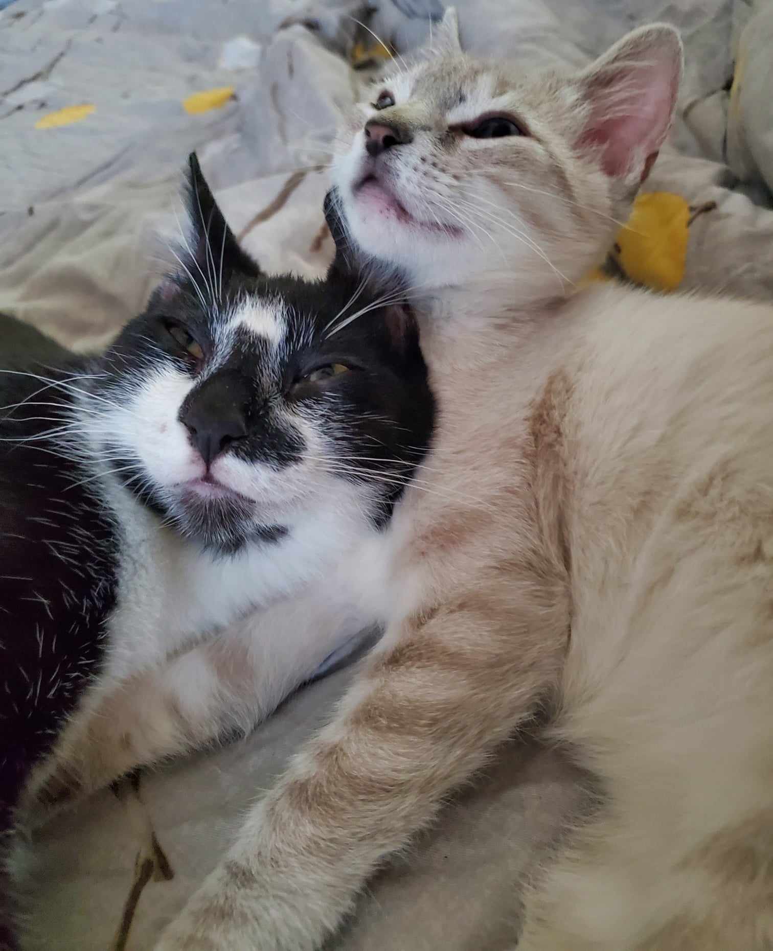 Enlarge Limo, a Adoptable Domestic Short Hair in Mabank, TX image 5/6