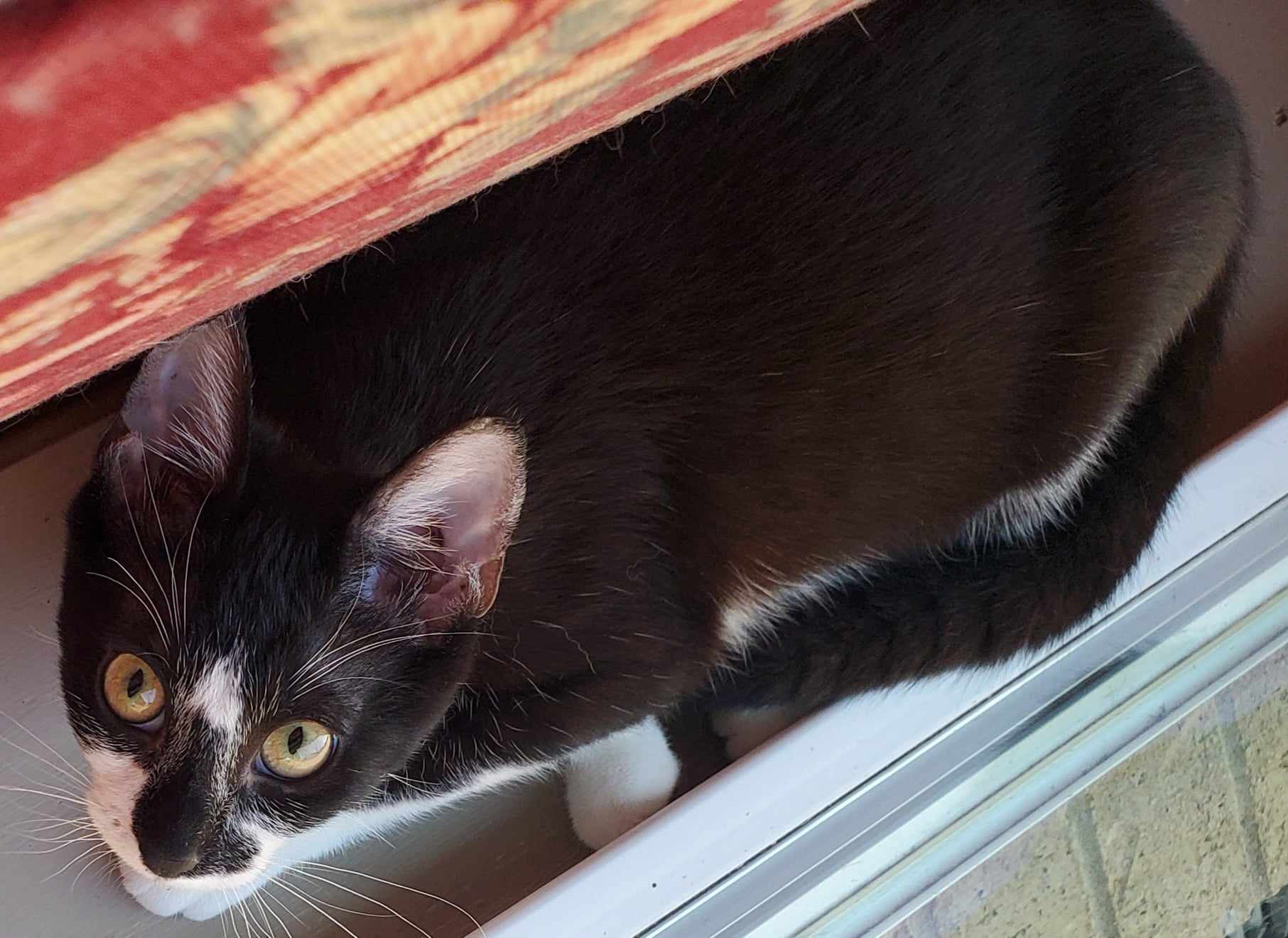 Enlarge Limo, a Adoptable Domestic Short Hair in Mabank, TX image 4/6