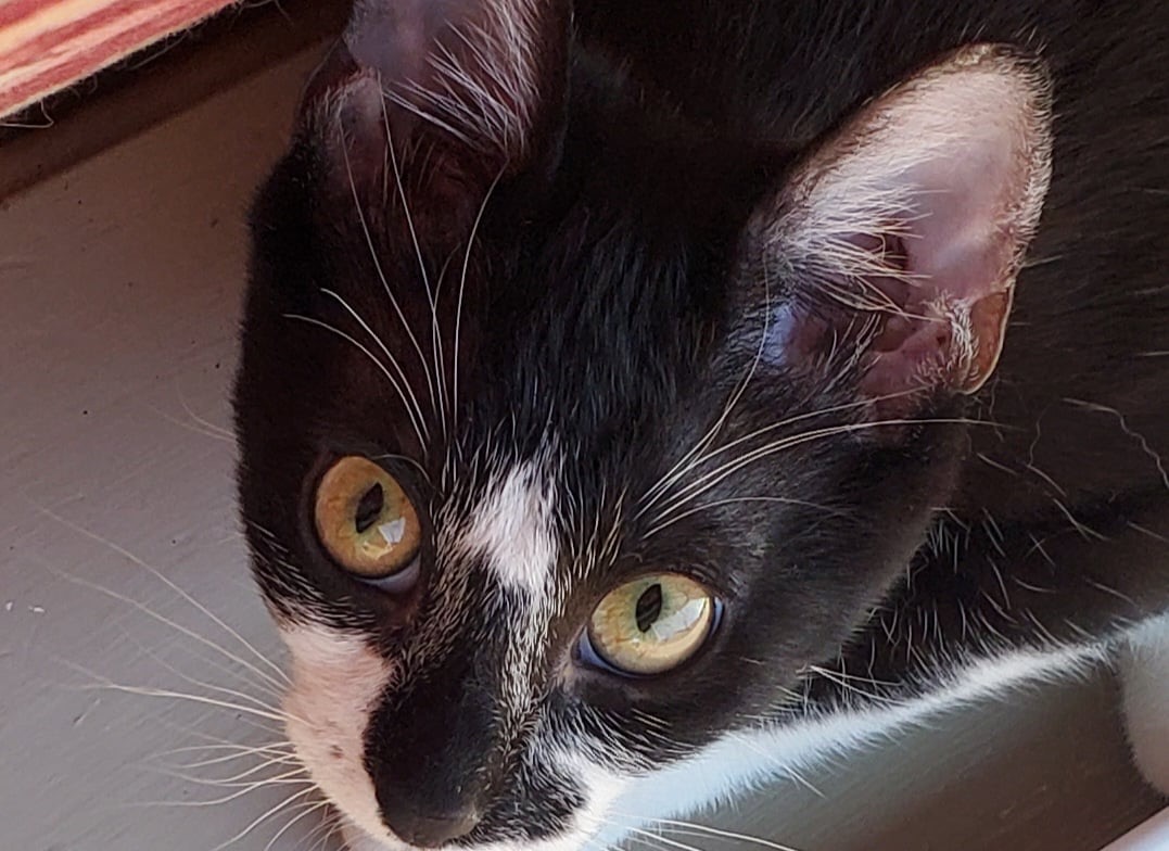 Enlarge Limo, a Adoptable Domestic Short Hair in Mabank, TX image 3/6