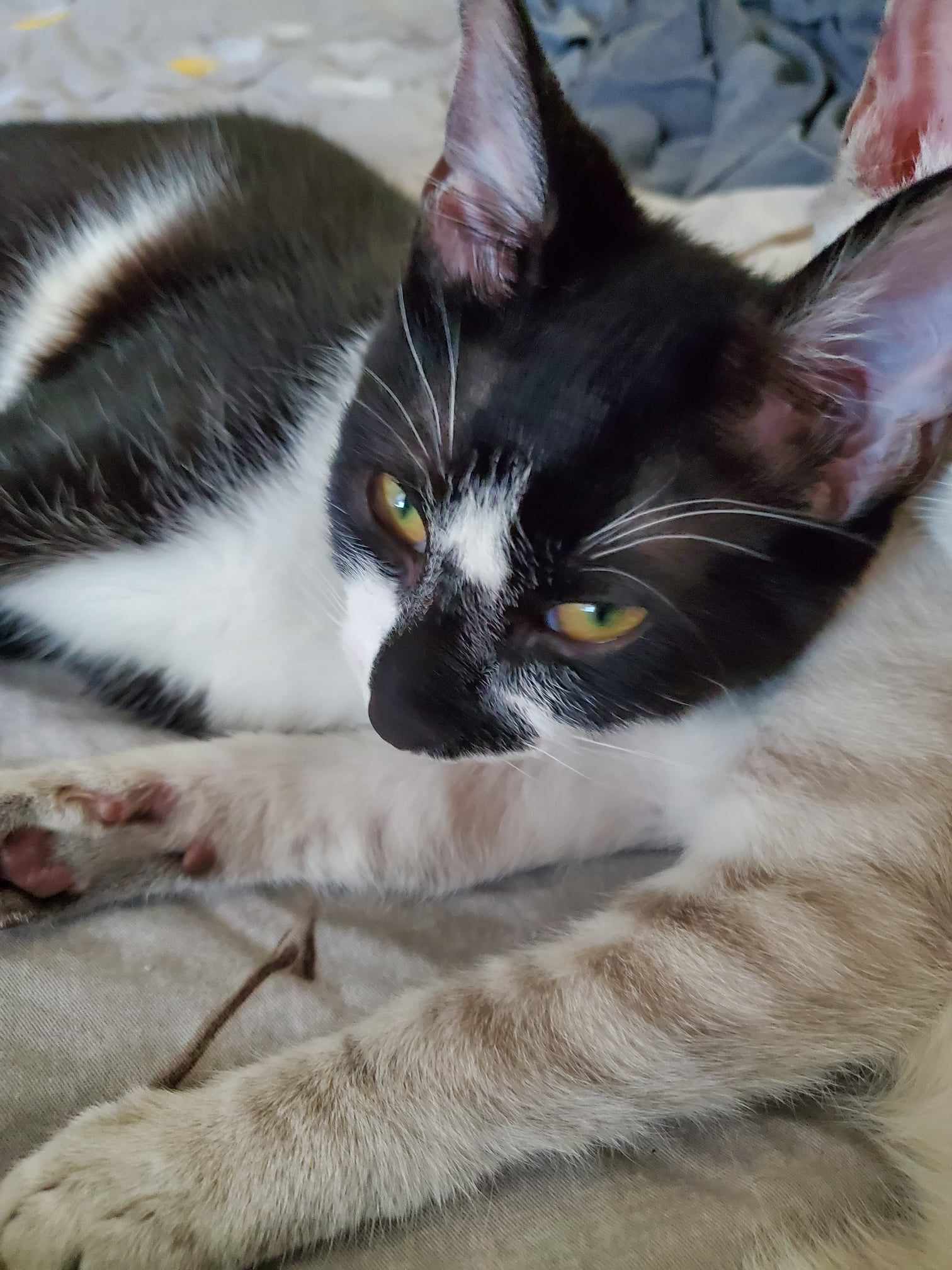 Enlarge Limo, a Adoptable Domestic Short Hair in Mabank, TX image 2/6