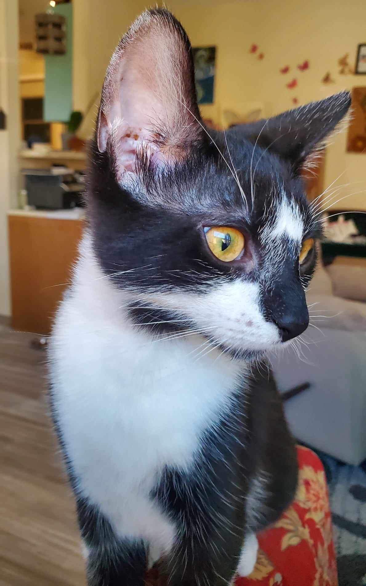 Limo, Adoptable, Young Male Domestic Short Hair.