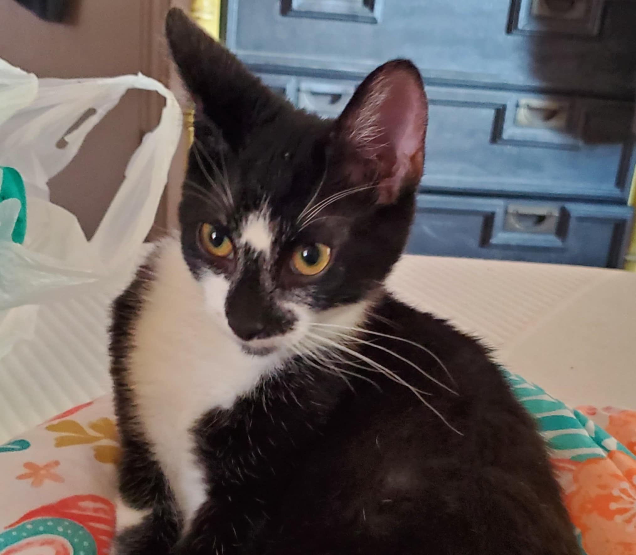 Enlarge Limo, a Adoptable Domestic Short Hair in Mabank, TX image 6/6