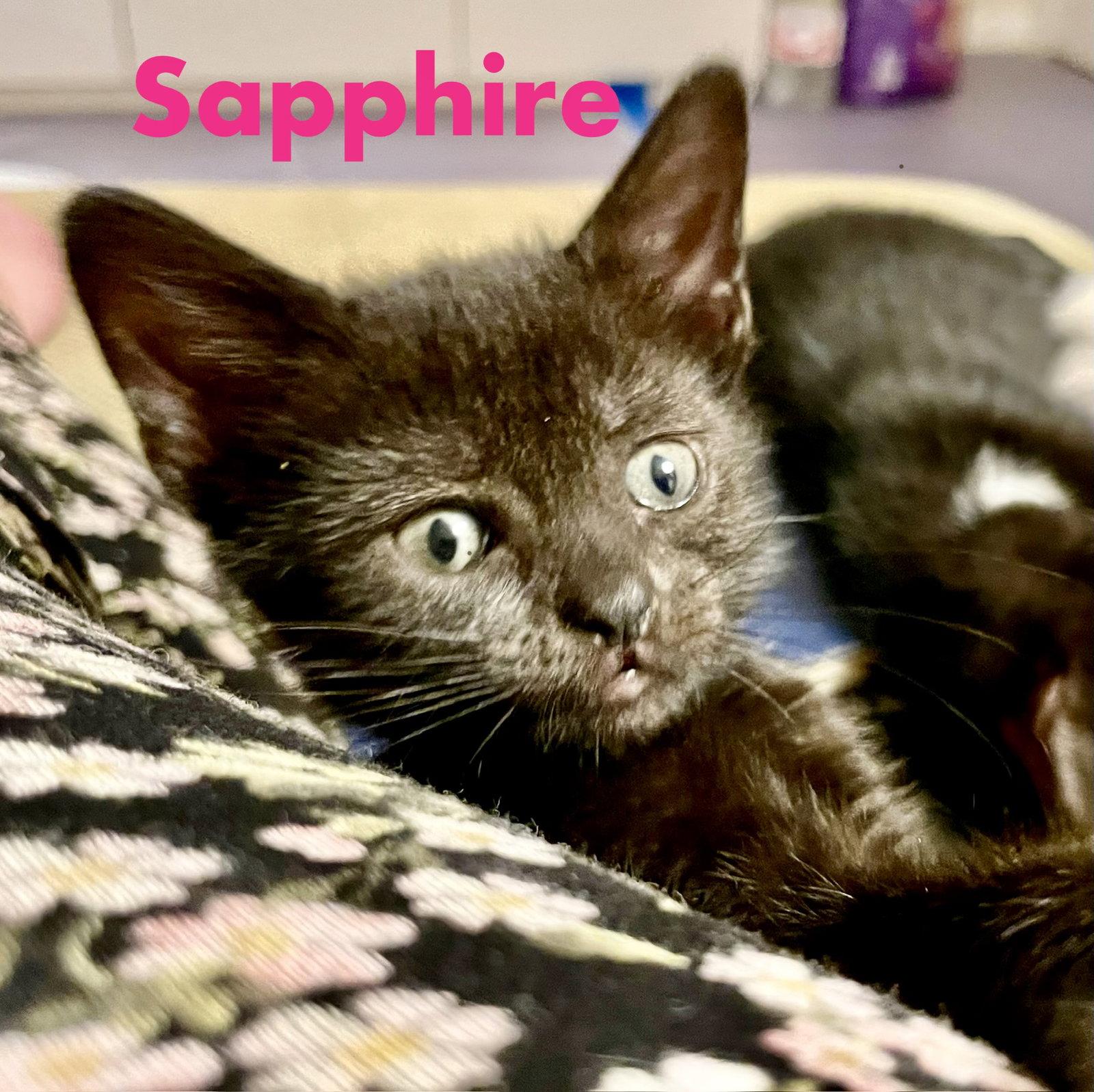 Enlarge Sapphire, a Adoptable Domestic Short Hair in Reston, VA image 1/3