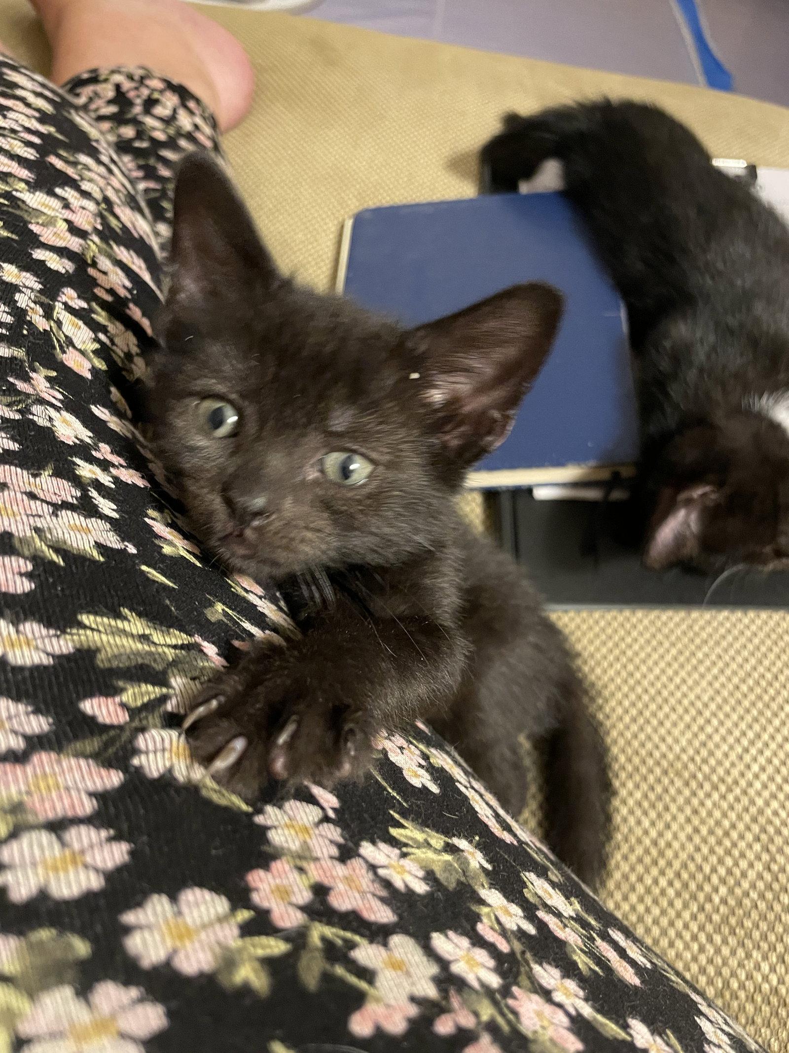 Enlarge Sapphire, a Adoptable Domestic Short Hair in Reston, VA image 2/3