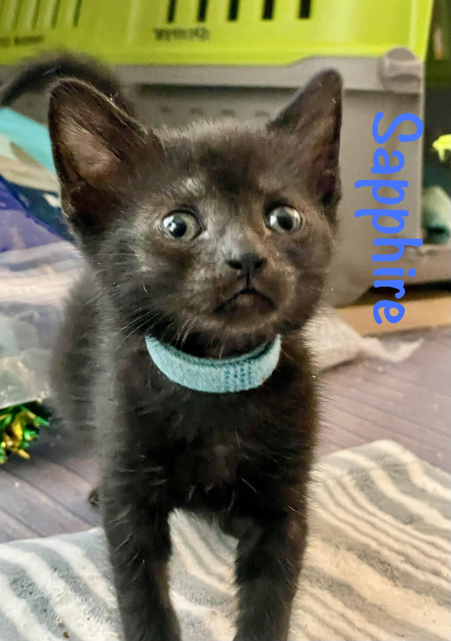 Enlarge Sapphire, a Adoptable Domestic Short Hair in Reston, VA image 3/3