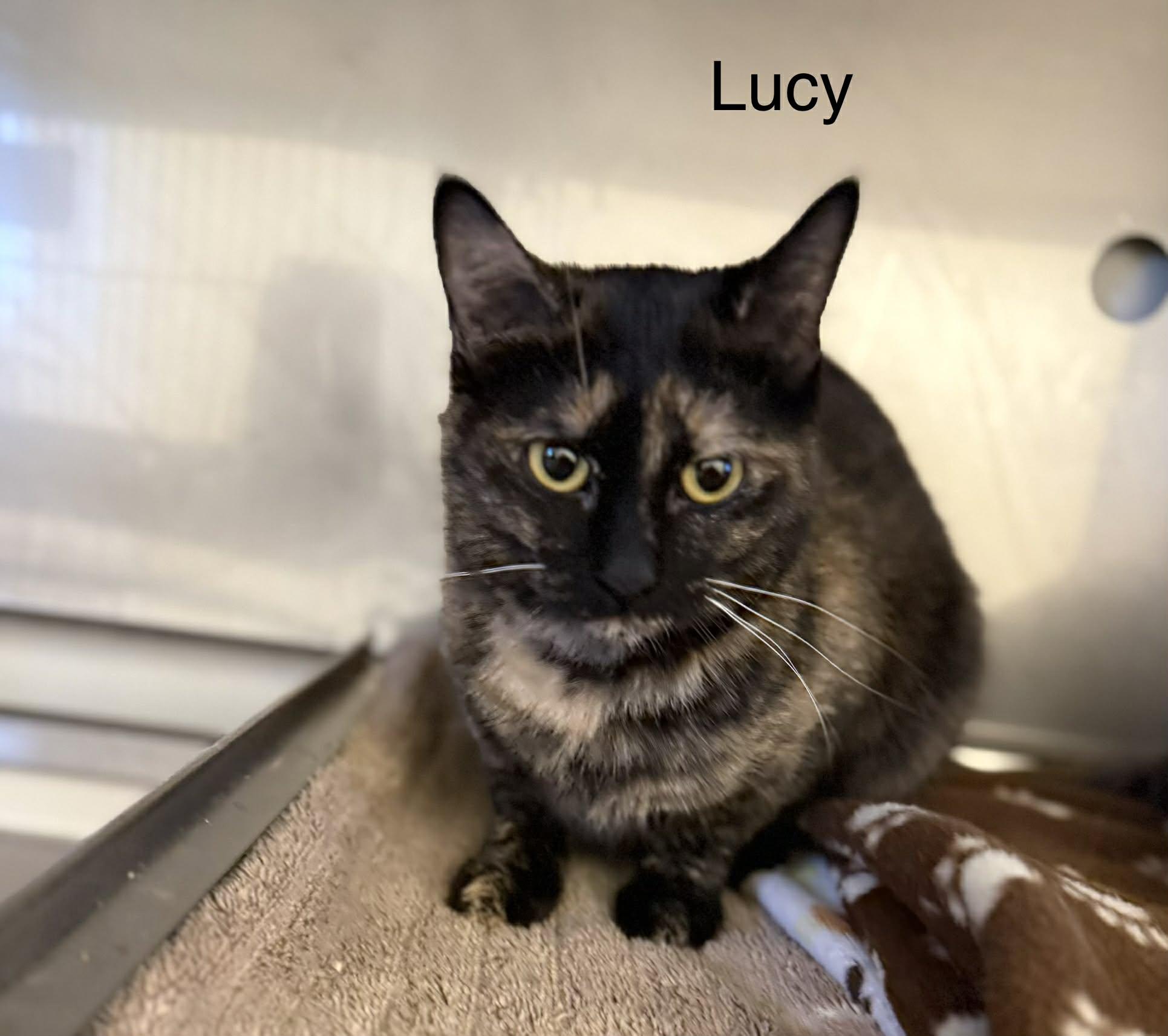 Enlarge Lucy, a ADOPTABLE Tortoiseshell in Mauston, WI image 4/4