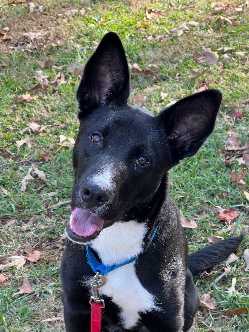 Enlarge Dash, a Adoptable mixed breed in Matthews, NC image 1/1