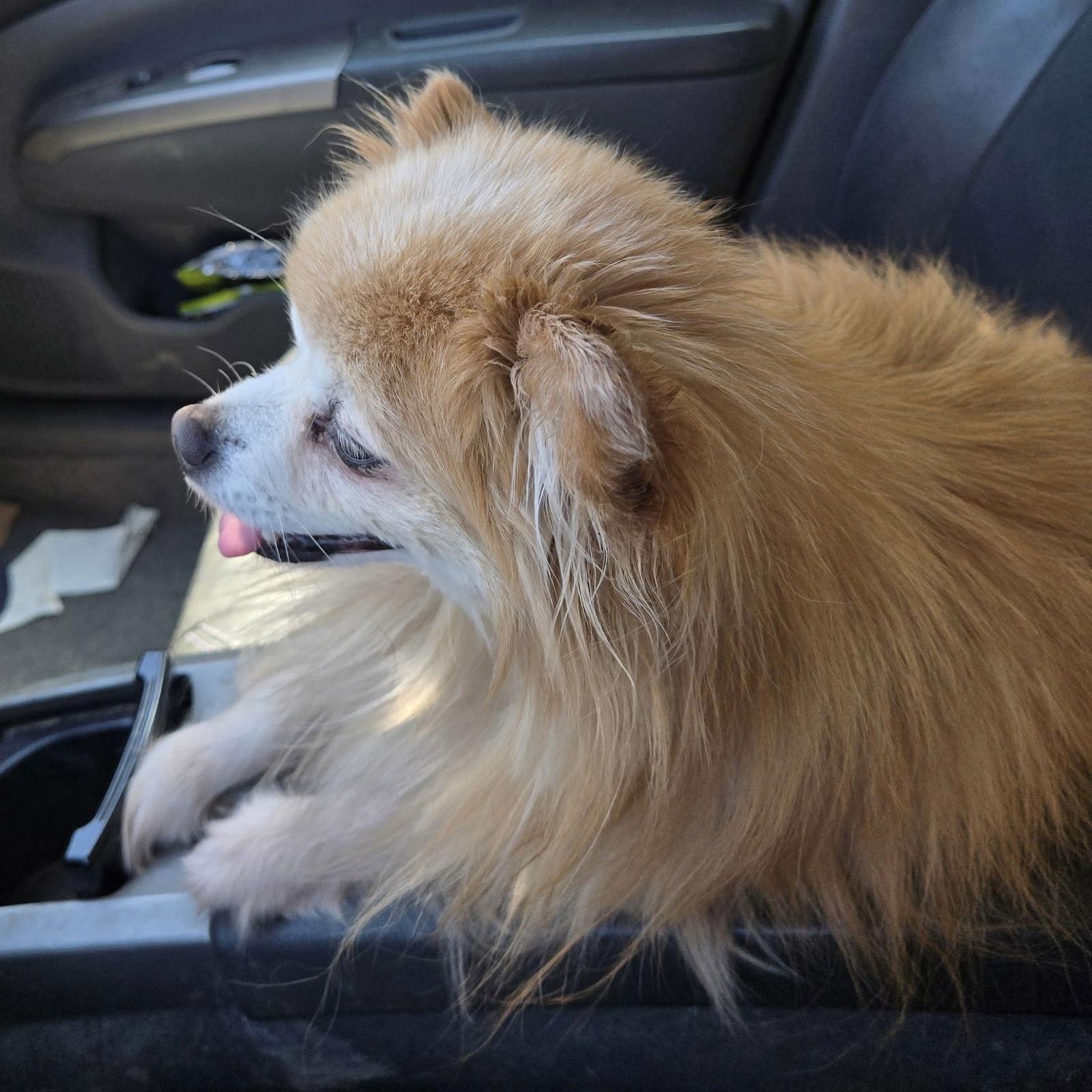 Enlarge Edward, a Adoptable Pomeranian in Garland, TX image 2/6