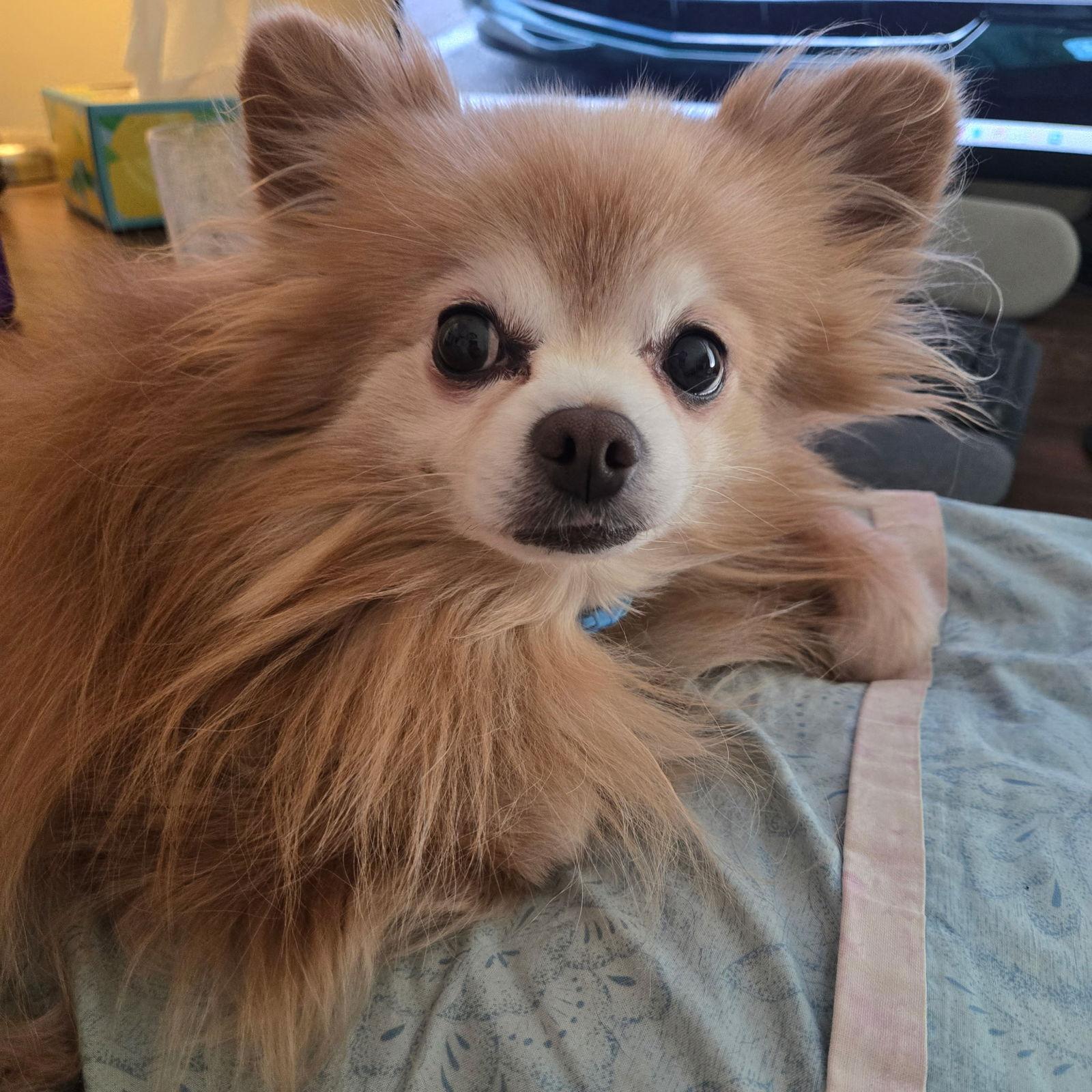 Edward, Adoptable, Adult Male Pomeranian.