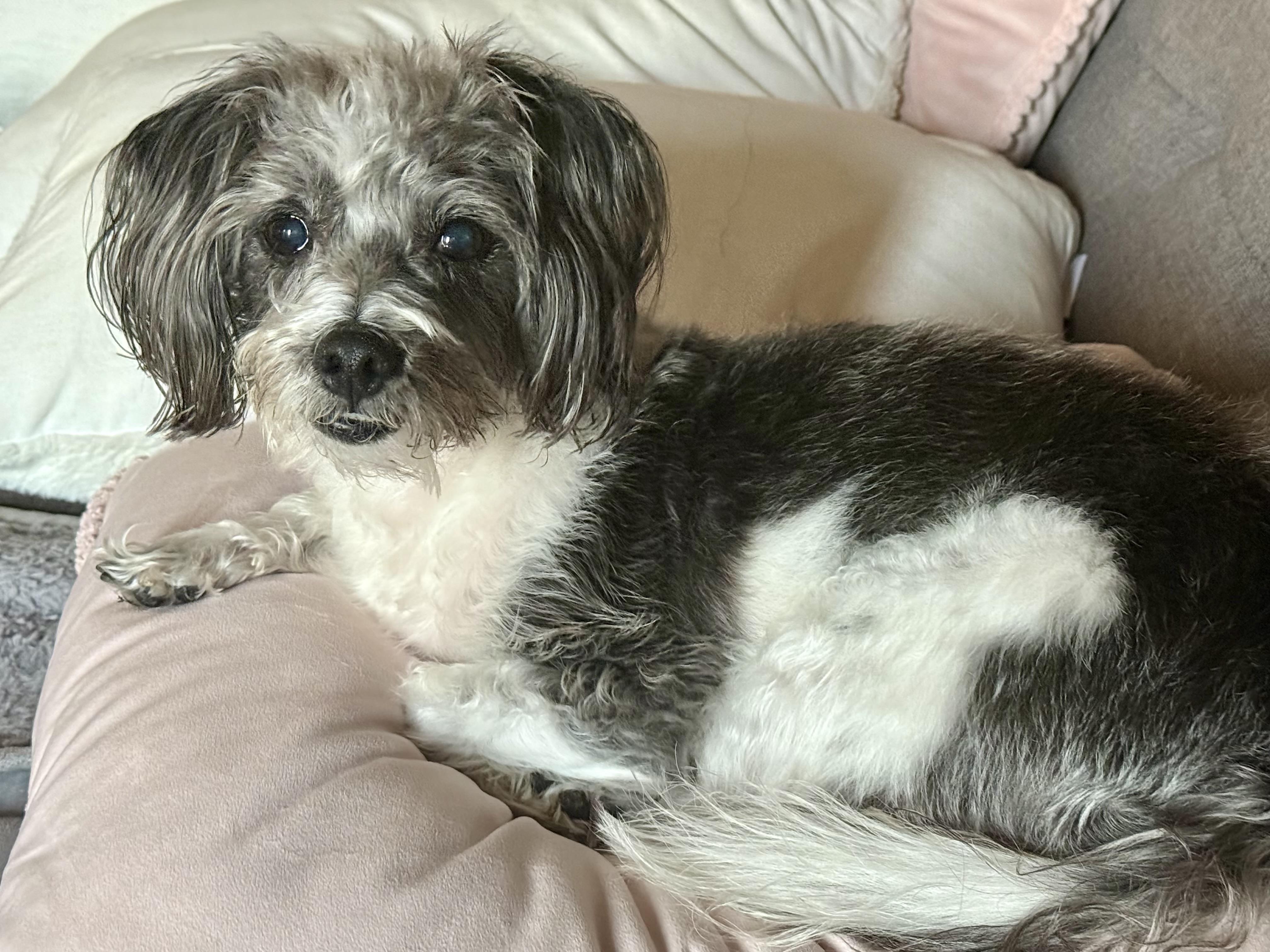 Enlarge Toby, an adoptable Shih Tzu in Torrance, CA image 5/6