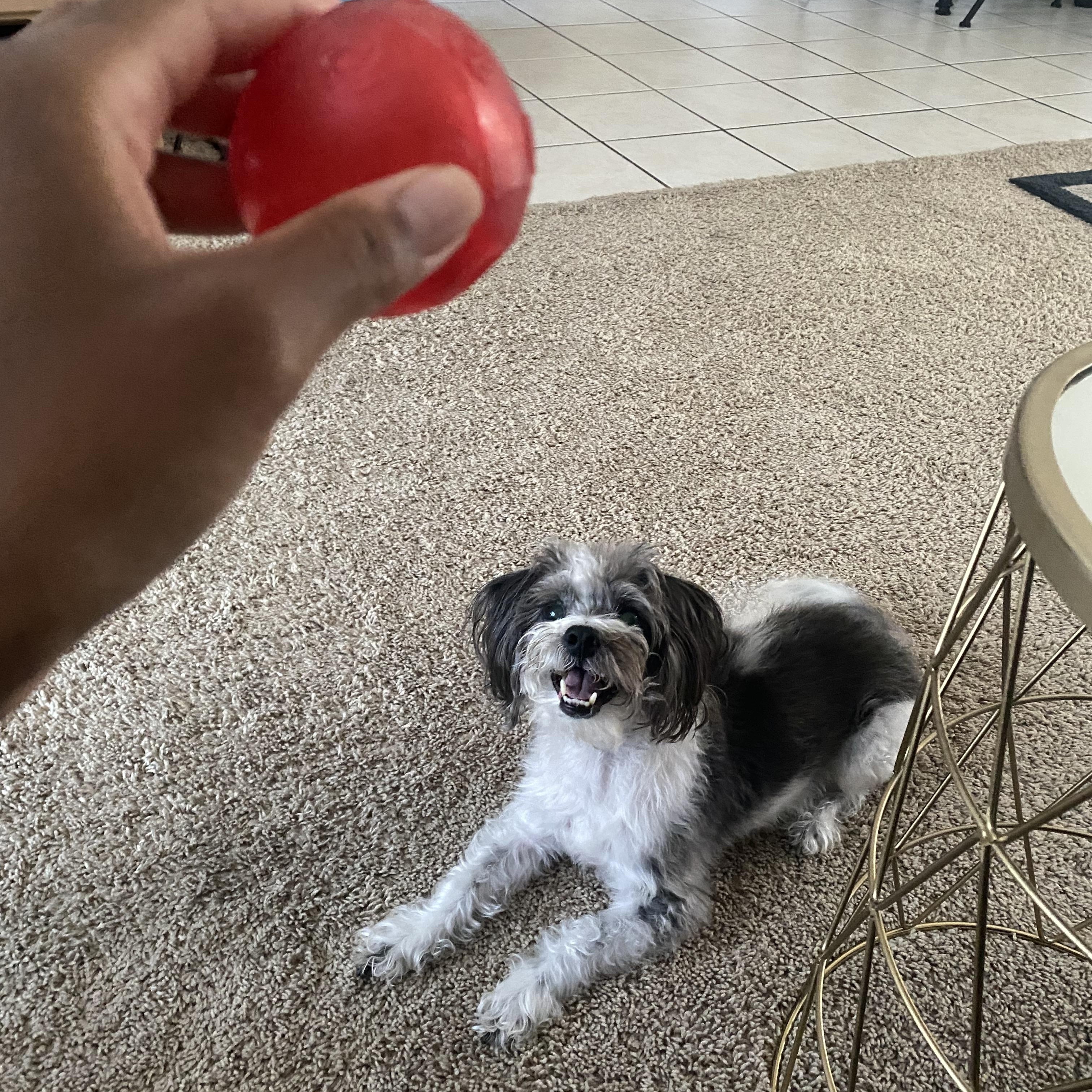 Enlarge Toby, an adoptable Shih Tzu in Torrance, CA image 6/6