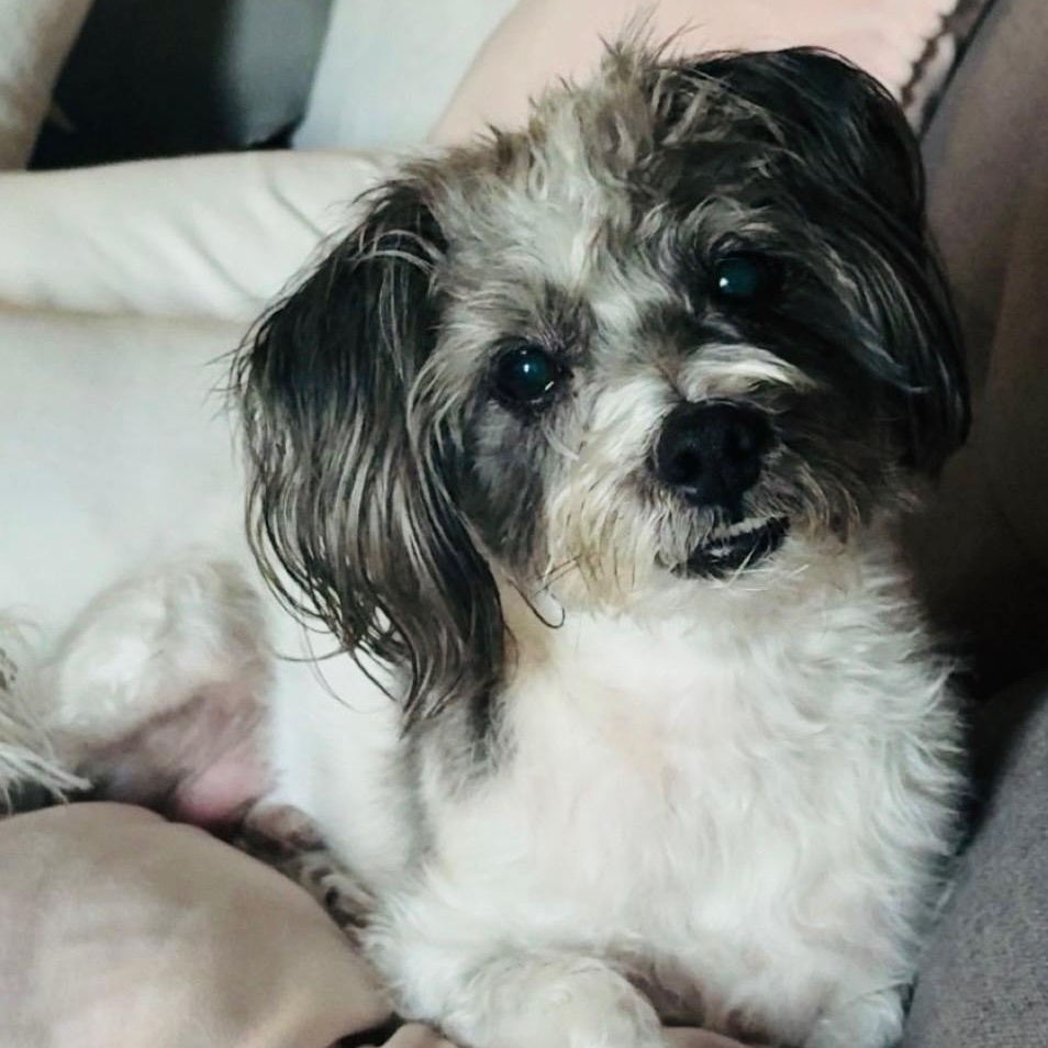 Enlarge Toby, an adoptable Shih Tzu in Torrance, CA image 1/6
