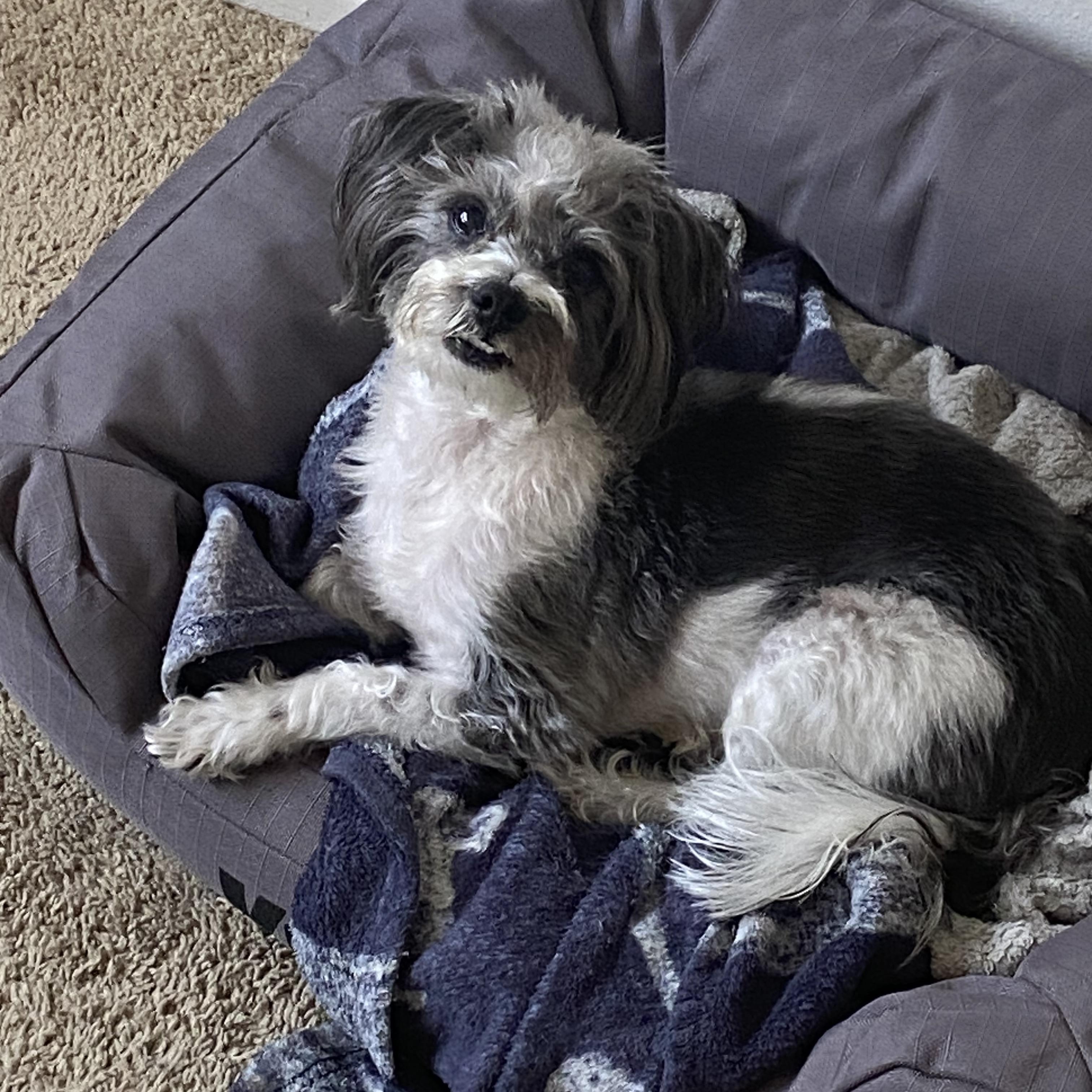 Enlarge Toby, an adoptable Shih Tzu in Torrance, CA image 2/6