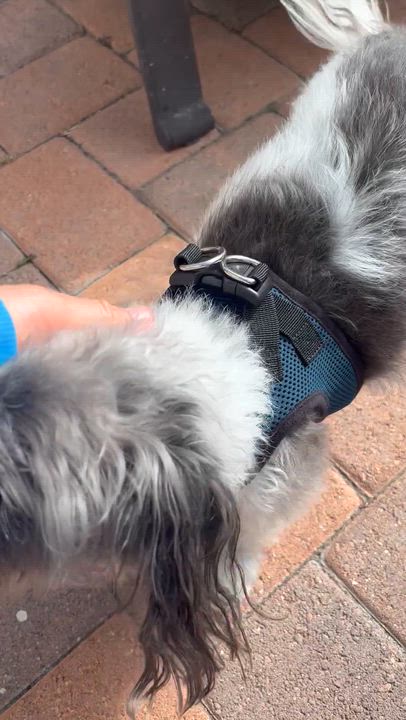 Enlarge Toby, an adoptable Shih Tzu in Torrance, CA video 4/6