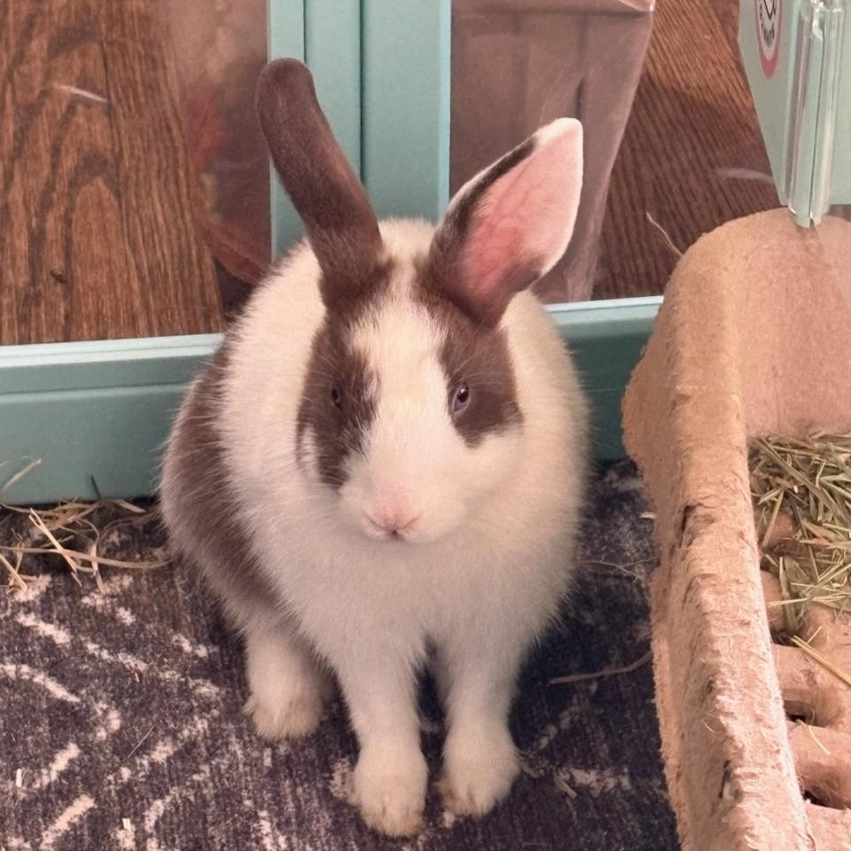Thyme (bonded to Basil), Adoptable, Baby Male Dutch.