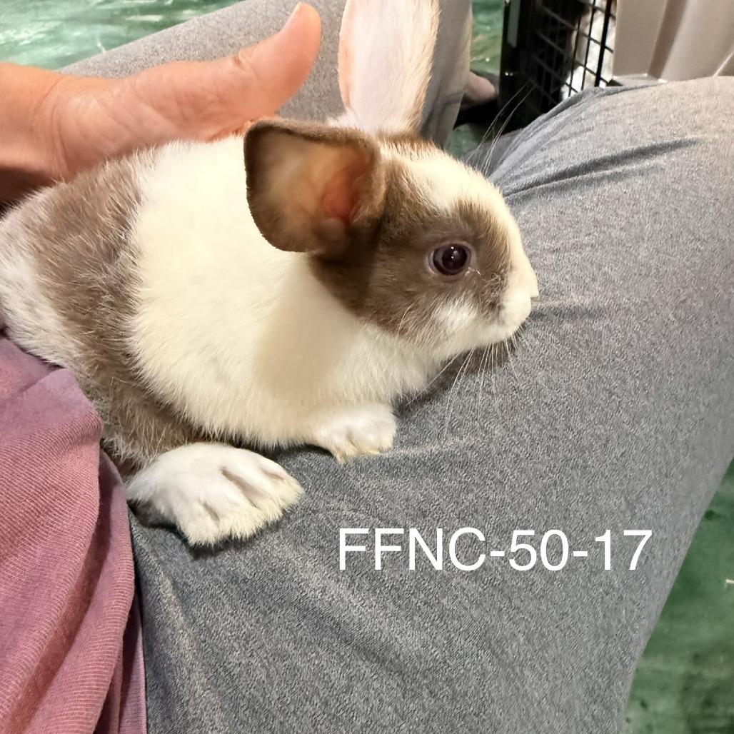 Enlarge Thyme (bonded to Basil), a Adoptable Dutch in Winston-Salem, NC image 3/3